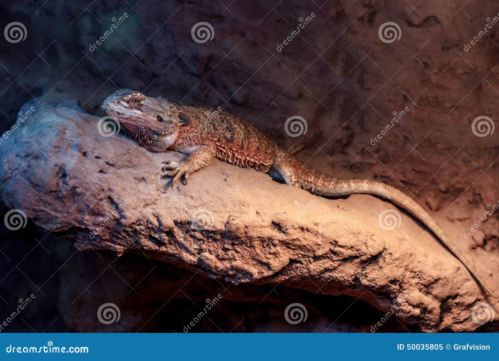 bearded dragon