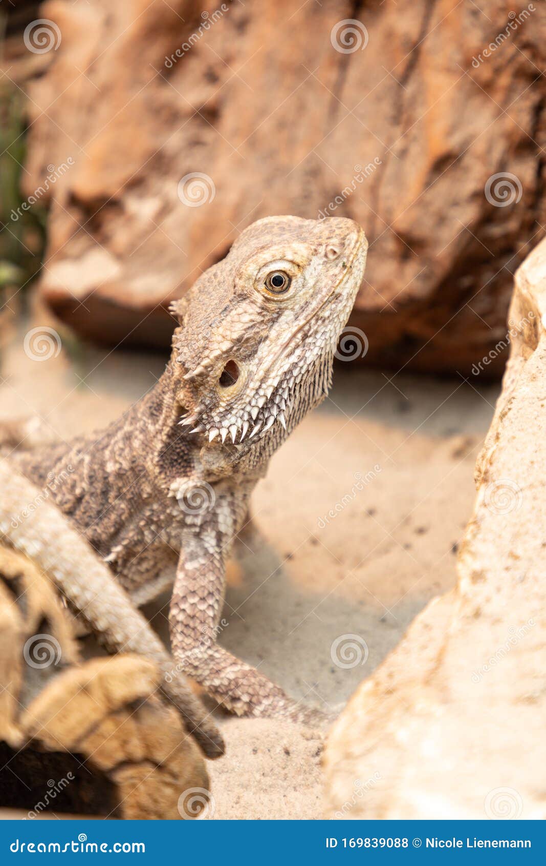 Bearded Dragon in a Terrarium Stock Photo Image of bearded, husbandry