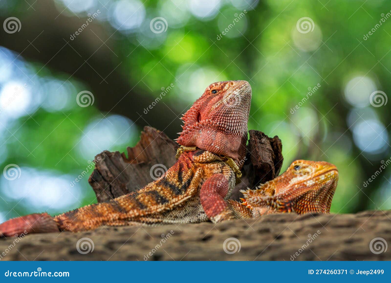 Bearded Dragon on the Tree. Stock Image Image of nature, animal
