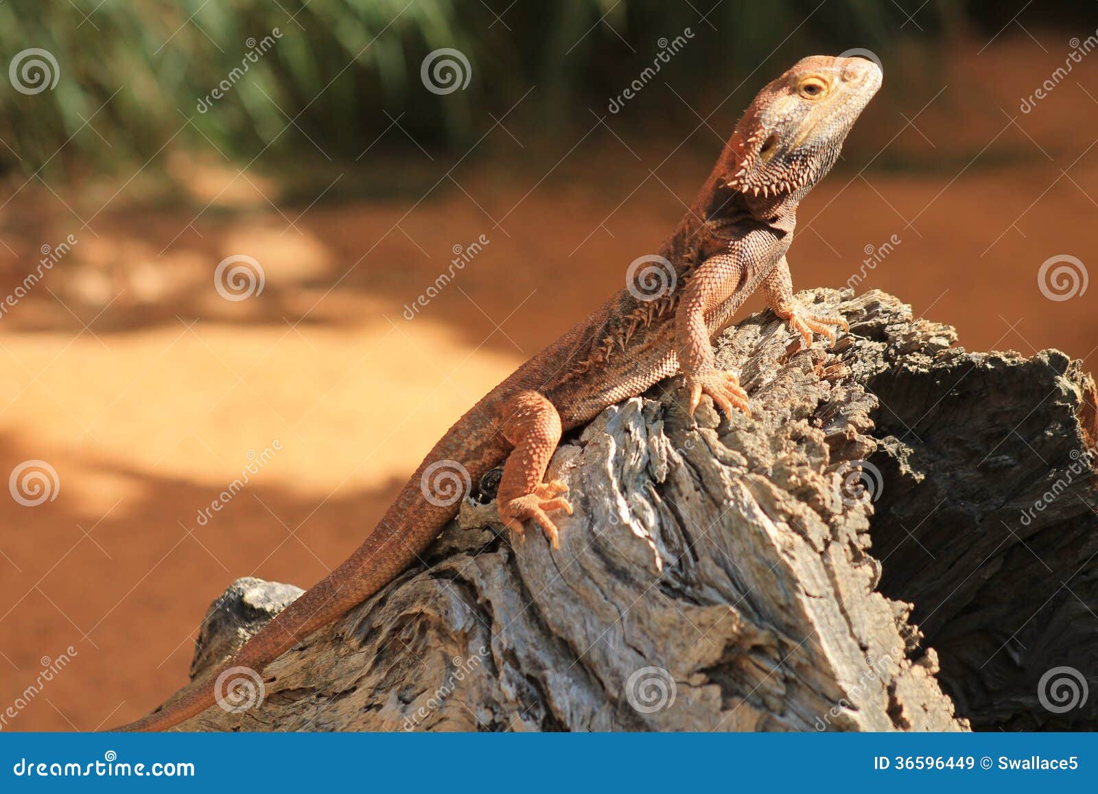 Bearded Dragon on a Tree Stump Stock Image Image of scaly, unique