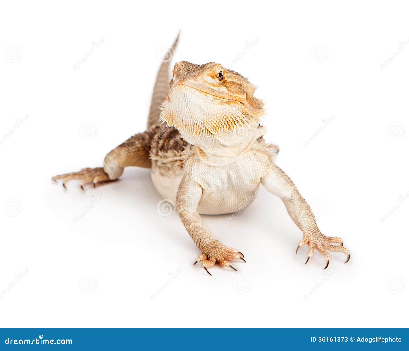 Bearded Dragon Royalty-Free Stock Image | CartoonDealer.com #53950570