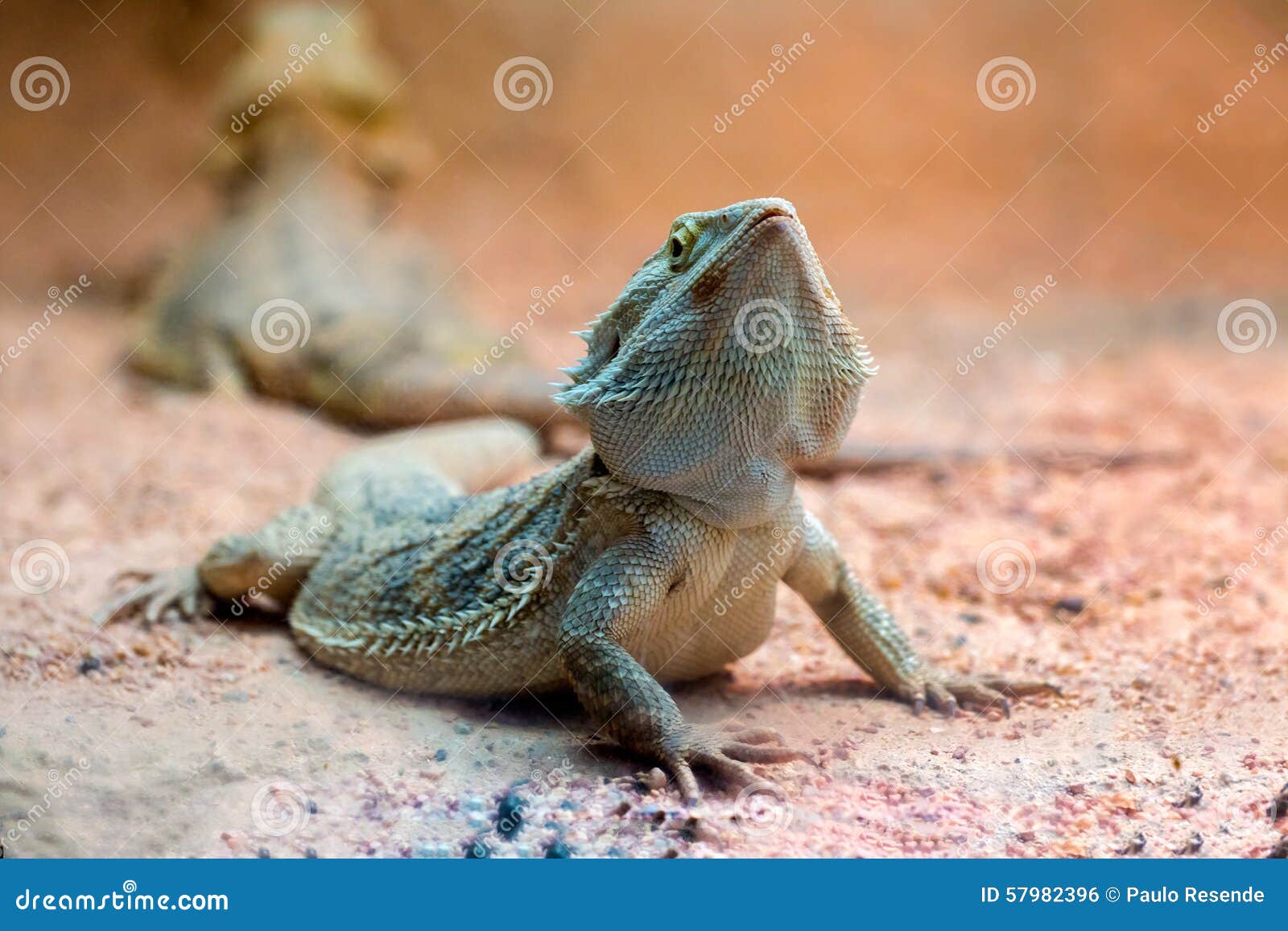 bearded dragon