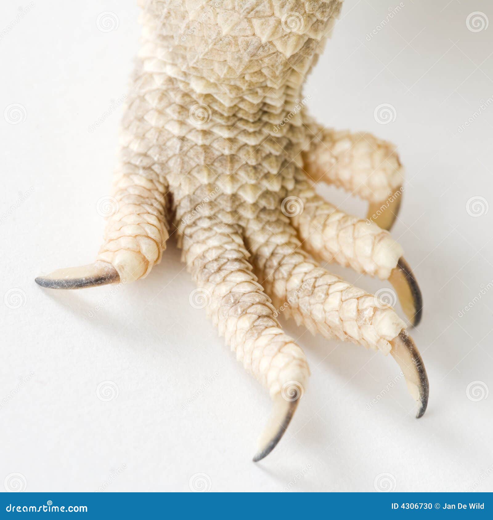 Share 106+ bearded dragon nail clippers songngunhatanh.edu.vn