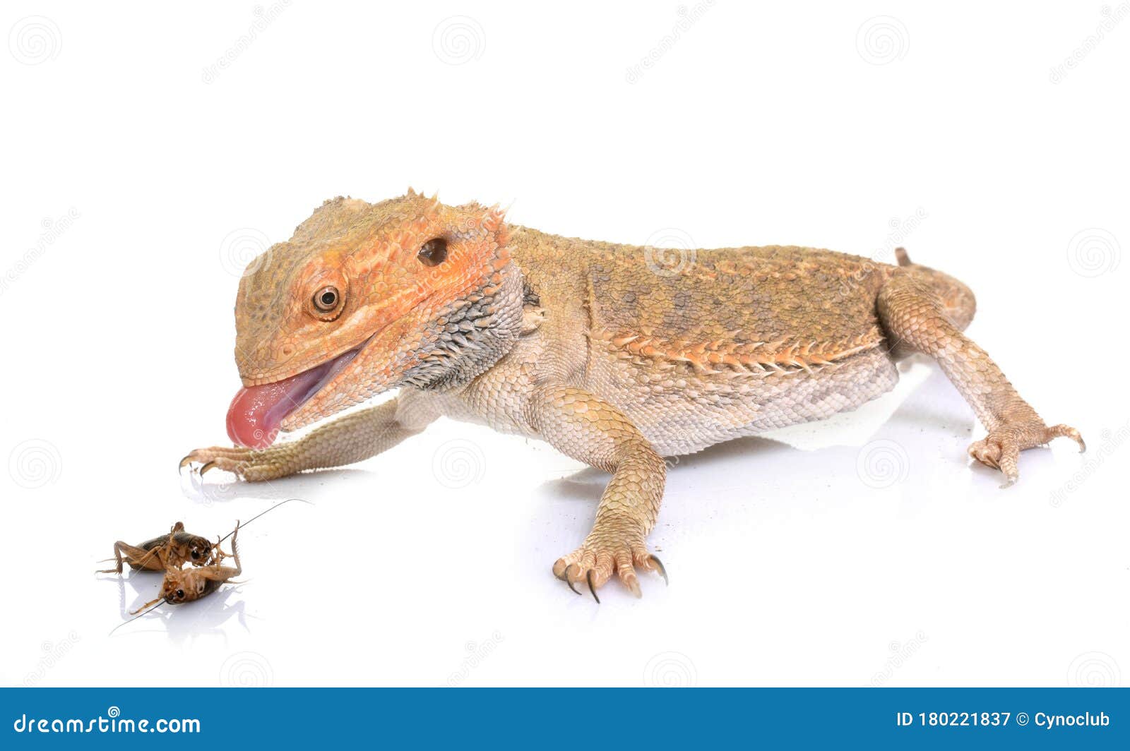 Bearded Dragons Eating Cricket Stock Image Image of insect, bearded