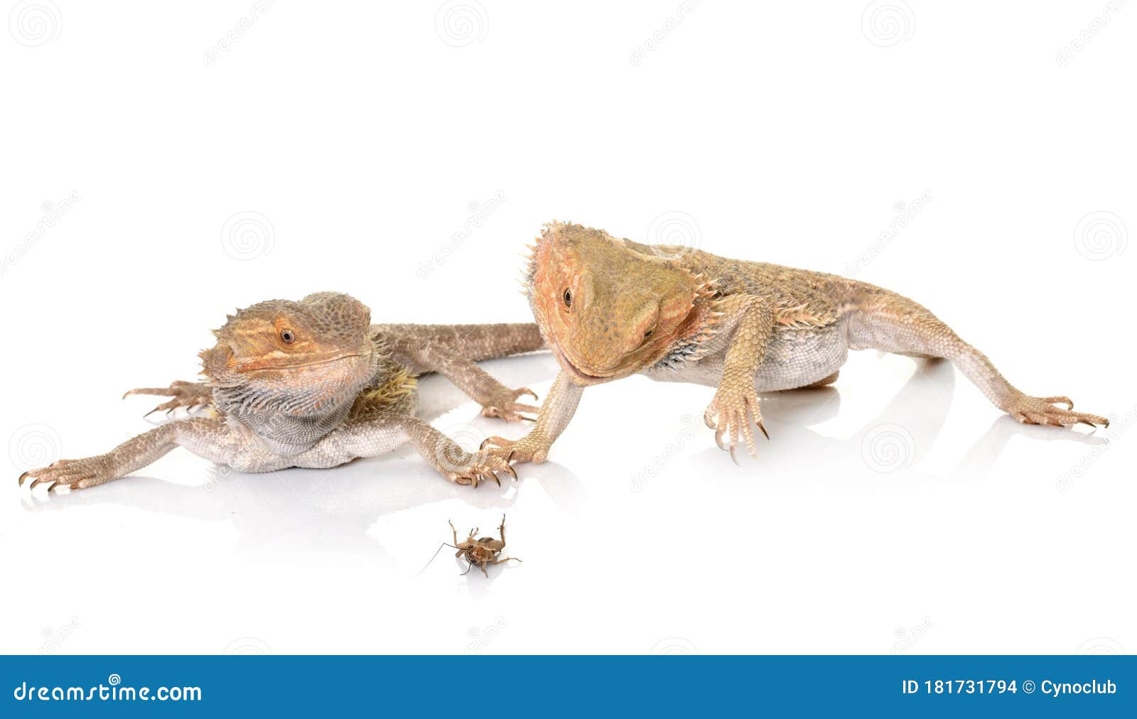 Bearded Dragons Eating Cricket Stock Photo Image of food, hunting