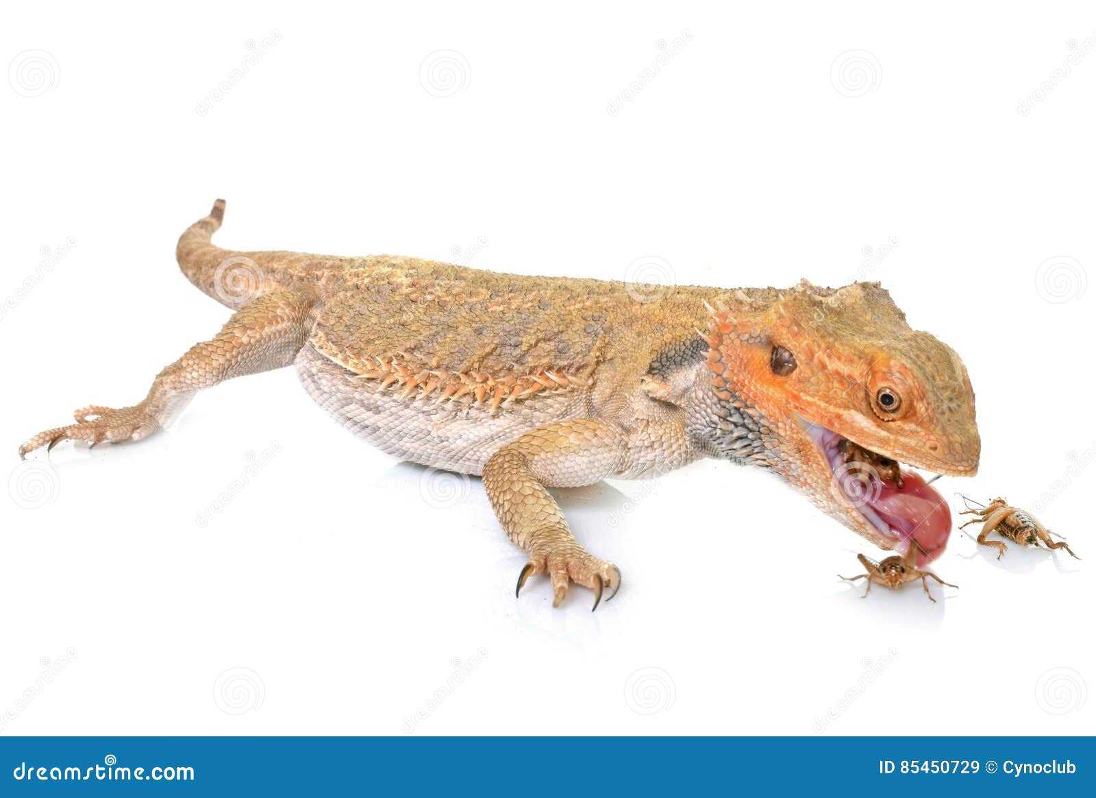 Bearded Dragons Eating Cricket Stock Image Image of lizard, vitticeps