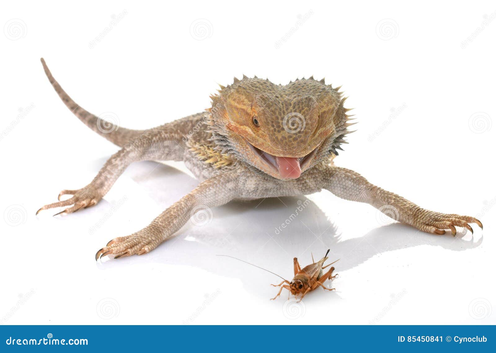 Bearded Dragons Eating Cricket Stock Image Image of background