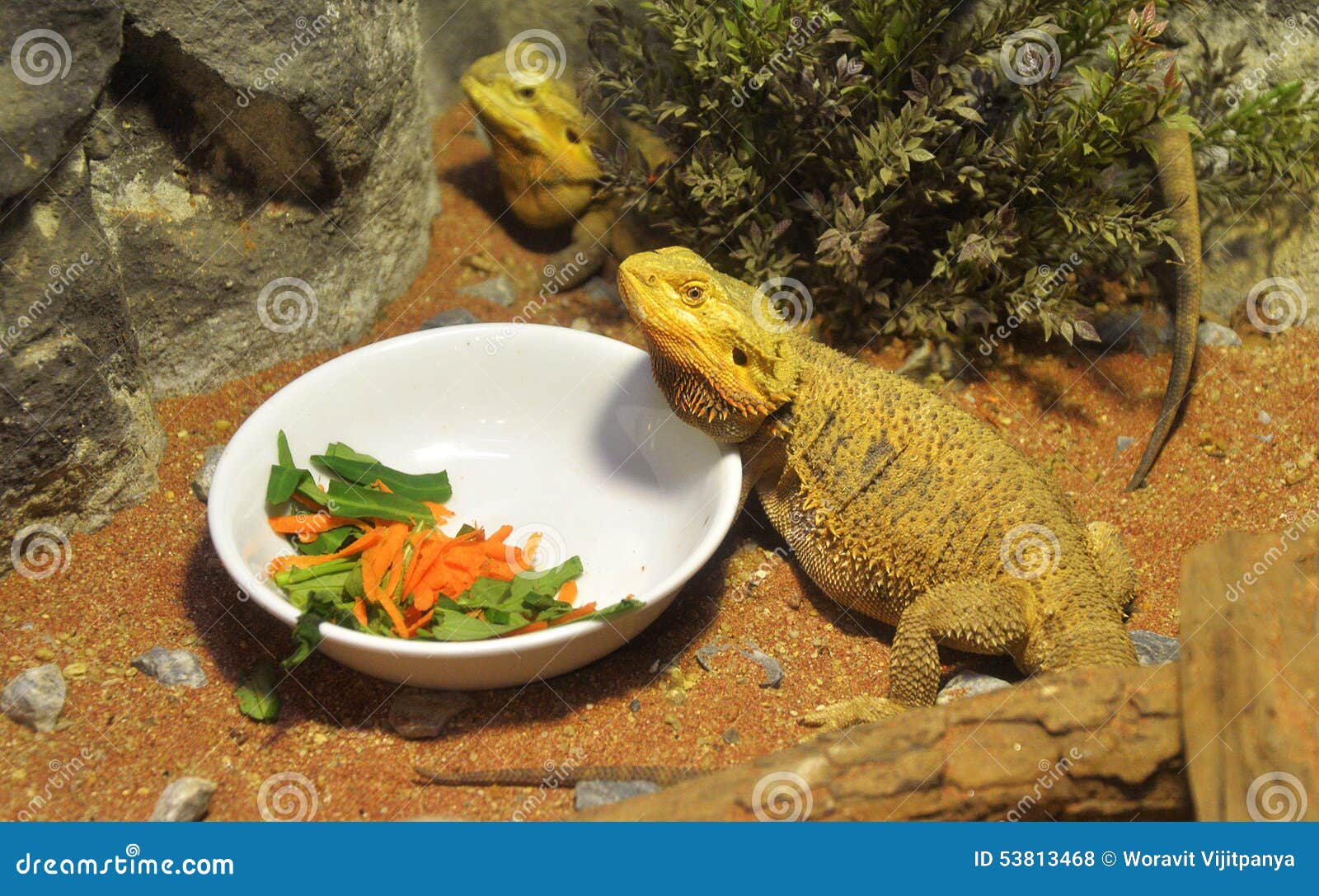 Bearded dragons stock photo. Image of sand, serene, lying 53813468