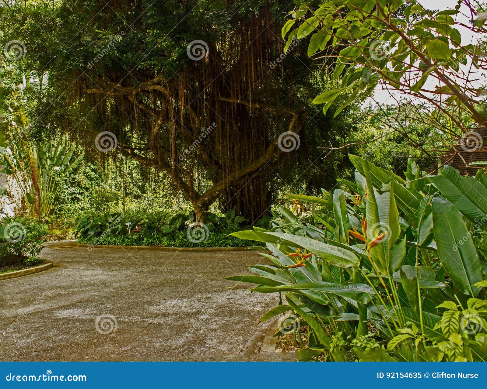 plukke Illustrer sponsoreret Bearded Fig Tree at Harrison`s Cave in Barbados Stock Image - Image of  harrisons, strands: 92154635
