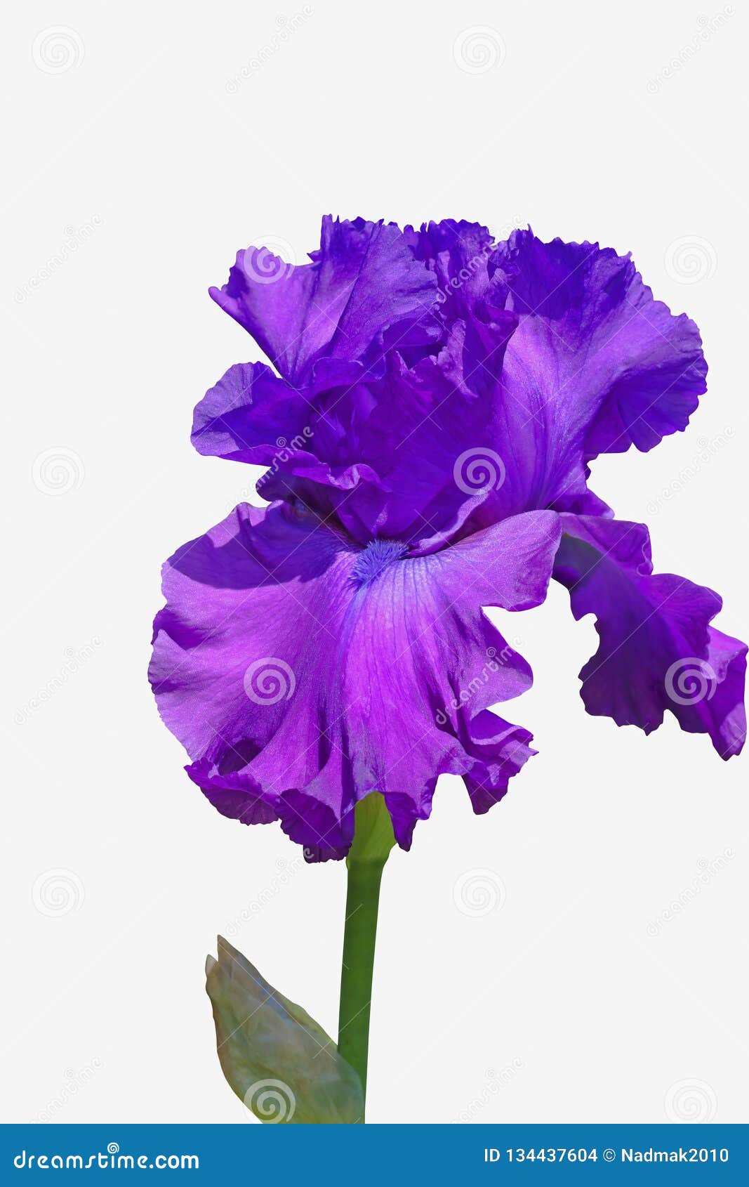 Iris Purple Color Isolated on White Background with Clipping Path ...