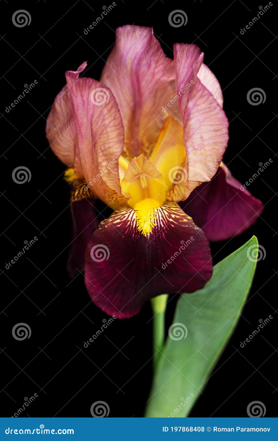 Bearded iris stock photo. Image of design, flower, closeup - 197868408
