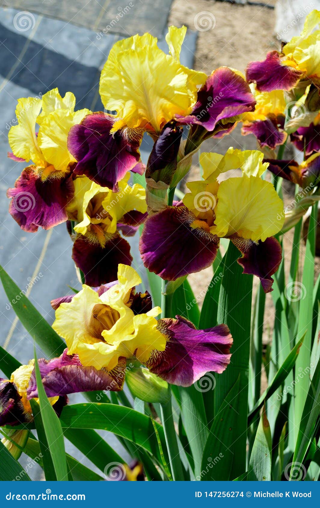Bearded Iris Variety Blatant Stock Photo Image Of Flower Decoration 147256274