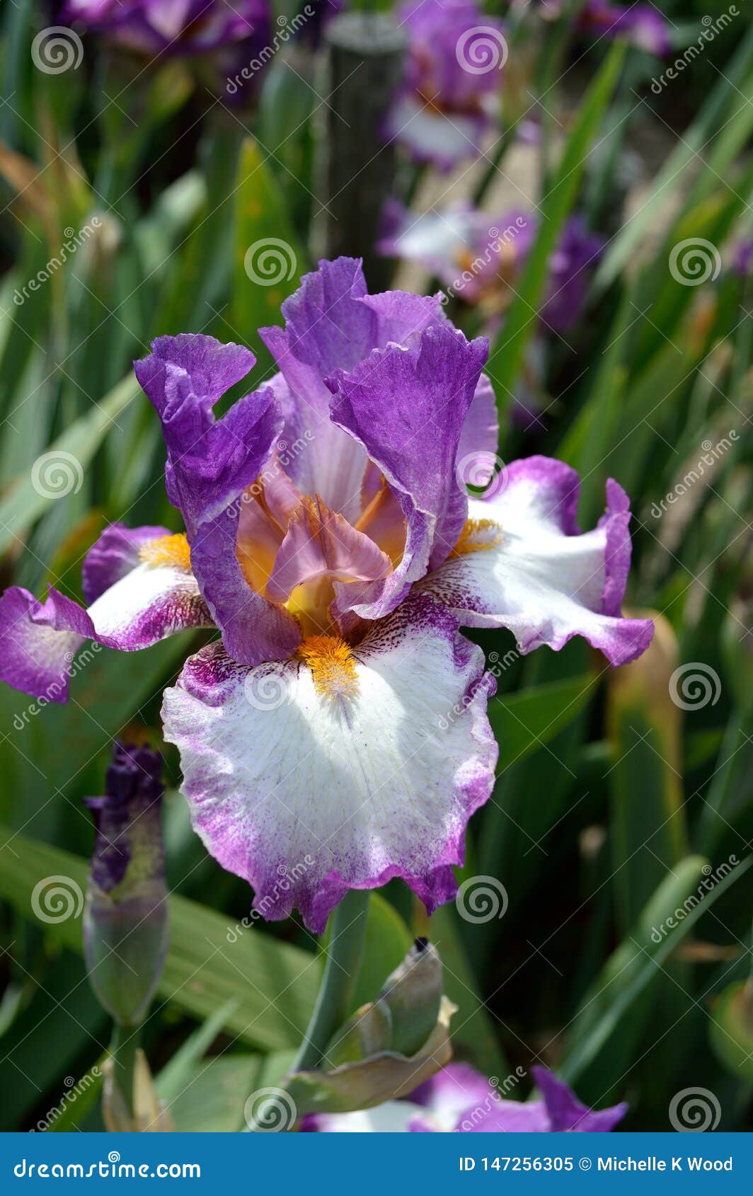 Bearded Iris Variety Footloose Stock Image Image Of Flora Easy 147256305
