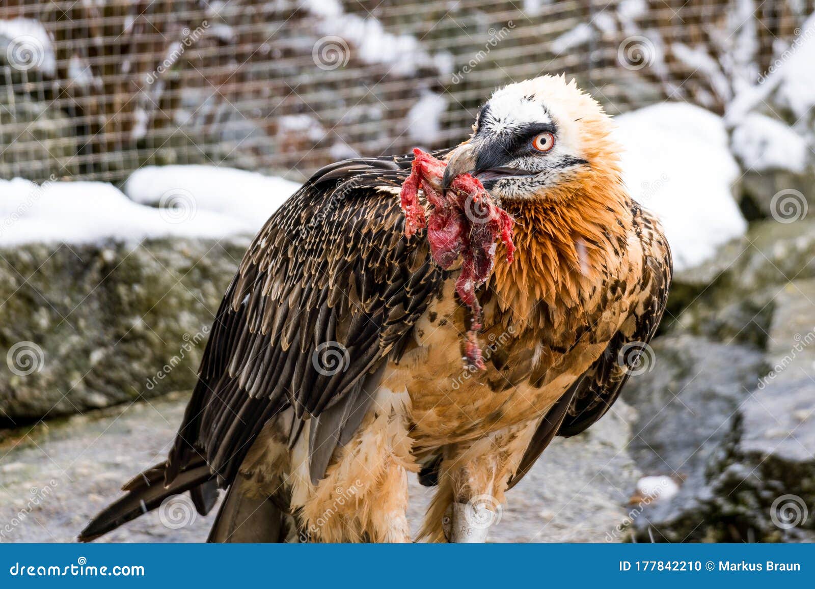 225 Animal Dead Eating Vulture Stock Photos - Free & Royalty-Free Stock Photos from Dreamstime 225 Animal Dead Eating Vulture Stock Photos - Free & Royalty-Free Stock Photos from Dreamstime