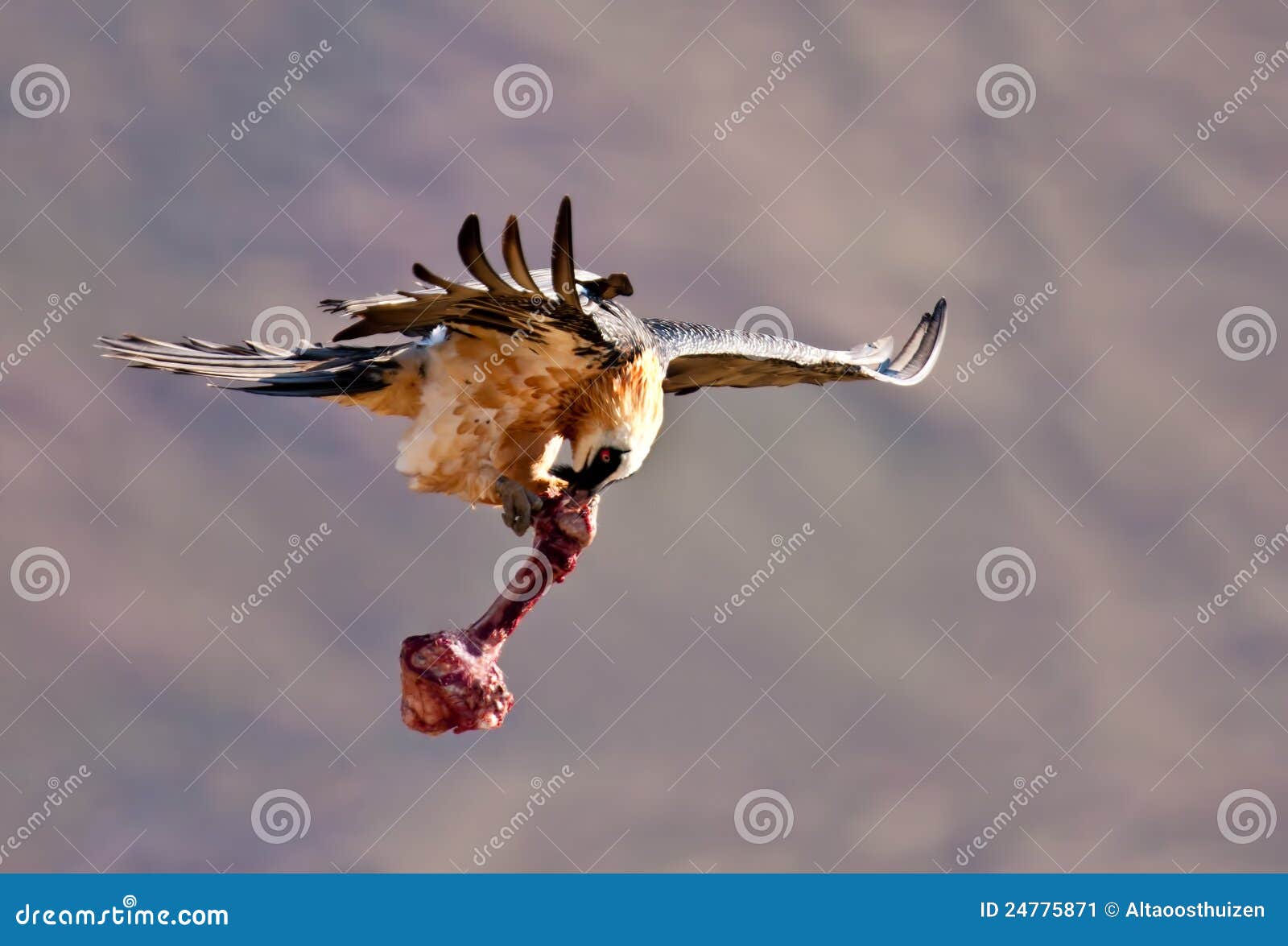 Bearded Vulture Flying Away with a Bone Stock Image Image of bearded