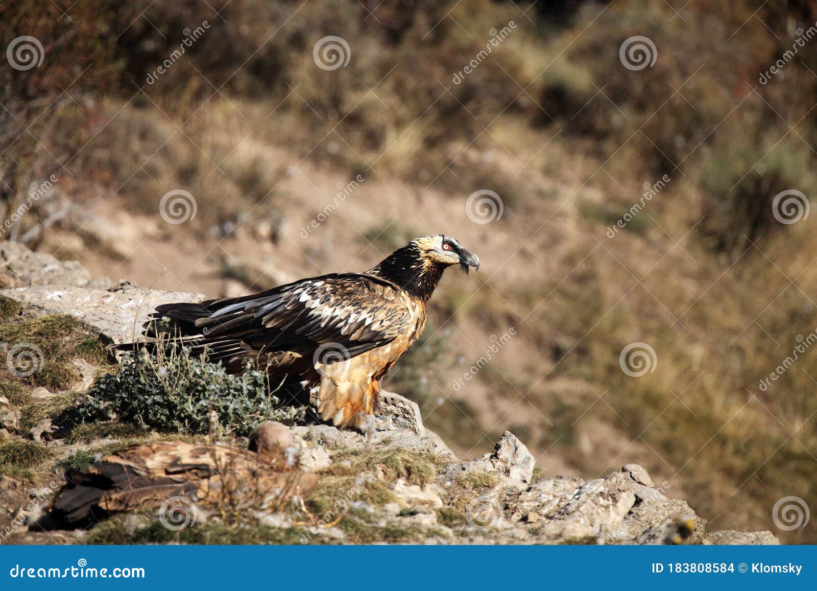 The Bearded Vulture Gypaetus Barbatus, Also Known As the Lammergeier or ...