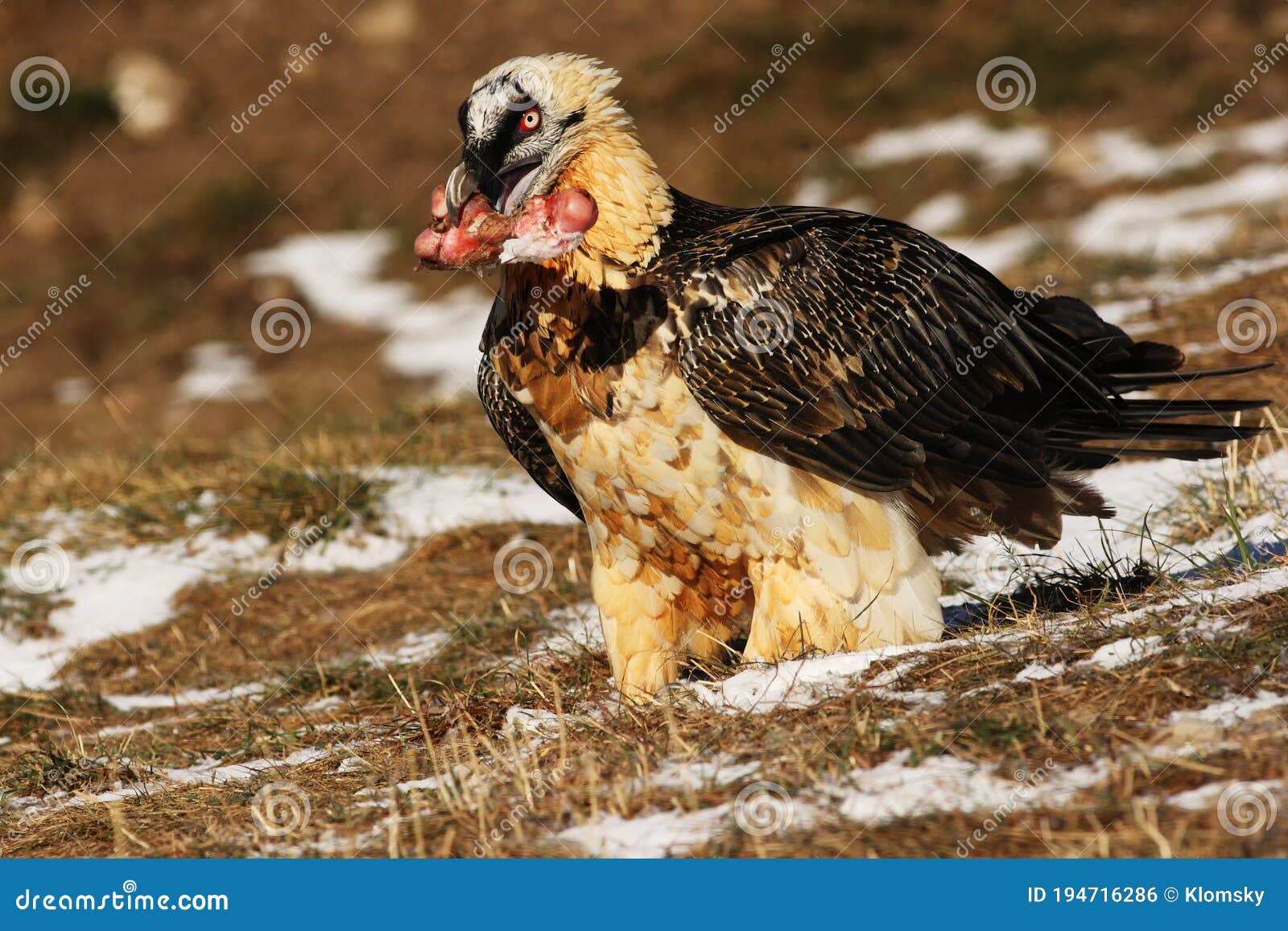 The Bearded Vulture Gypaetus Barbatus, Also Known As the Lammergeier or ...