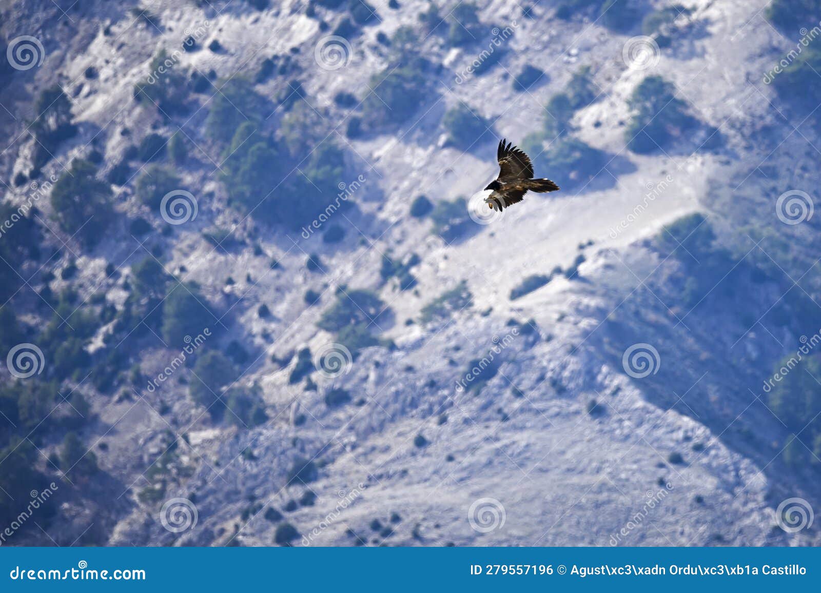 Bearded Vulture or Gypaetus Barbatus, in Flight. Stock Photo - Image of ...