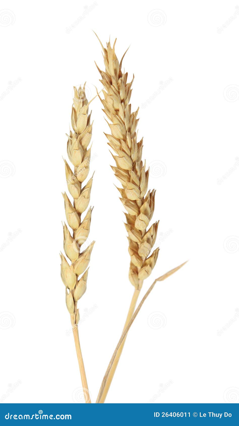 Beardless Wheat stock image. Image of closeup, corn, beardless - 26406011