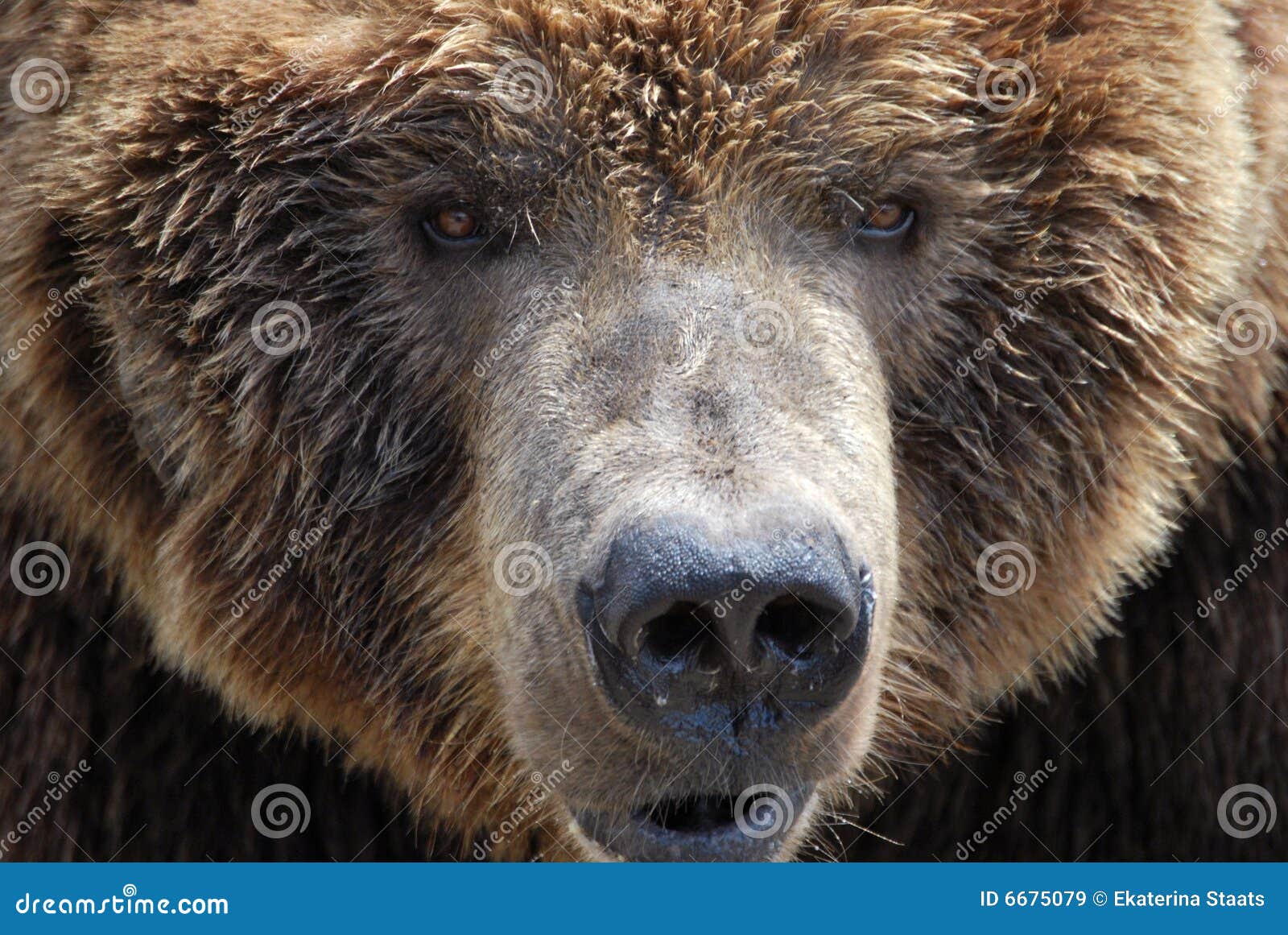 Bears eyes stock image. Image of looking, animal, mammal 6675079