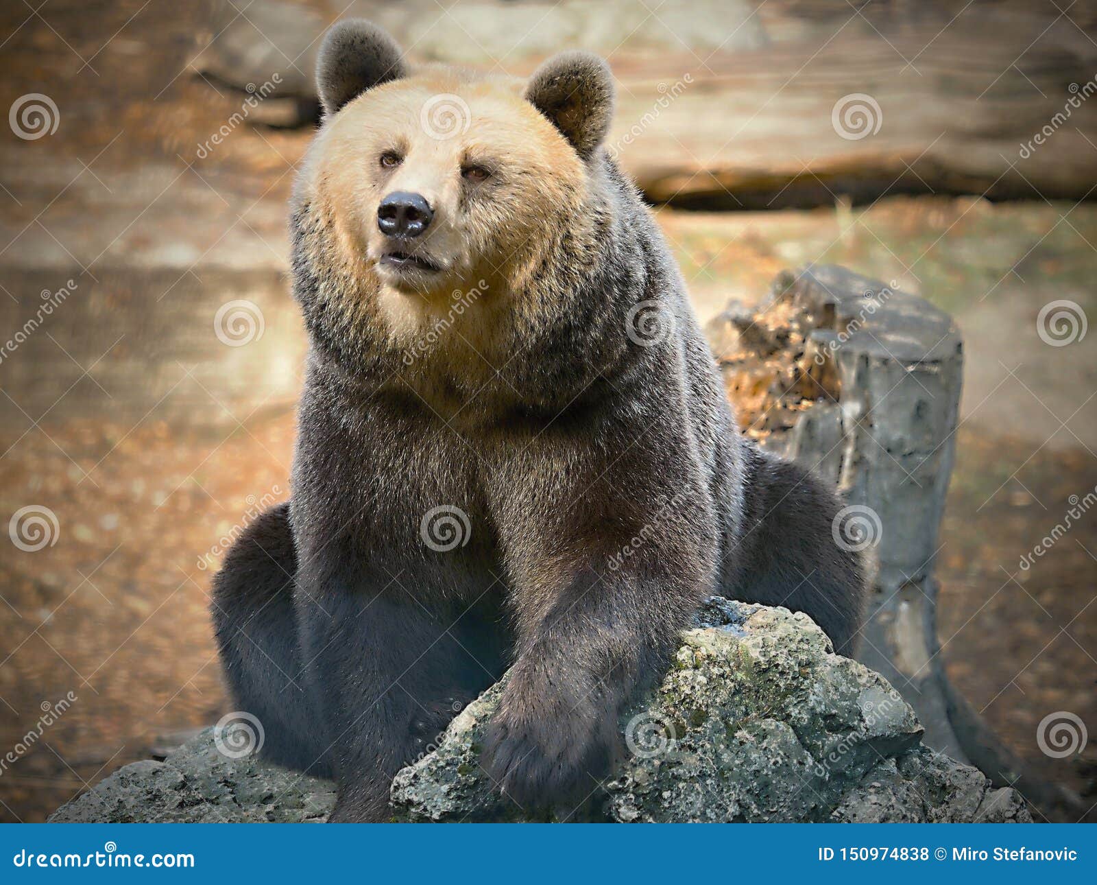 bears in zoo-bears are carnivoran mammals of the family ursidae