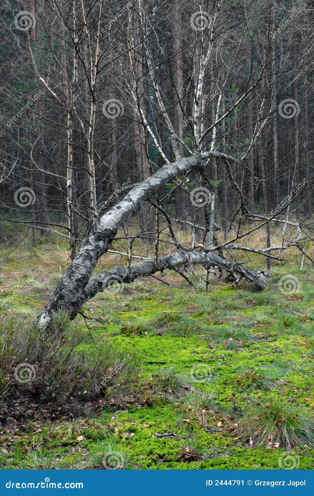 Tidlig Withered vagt Beat-bog / birch-tree stock image. Image of wart, wildlife - 2444791