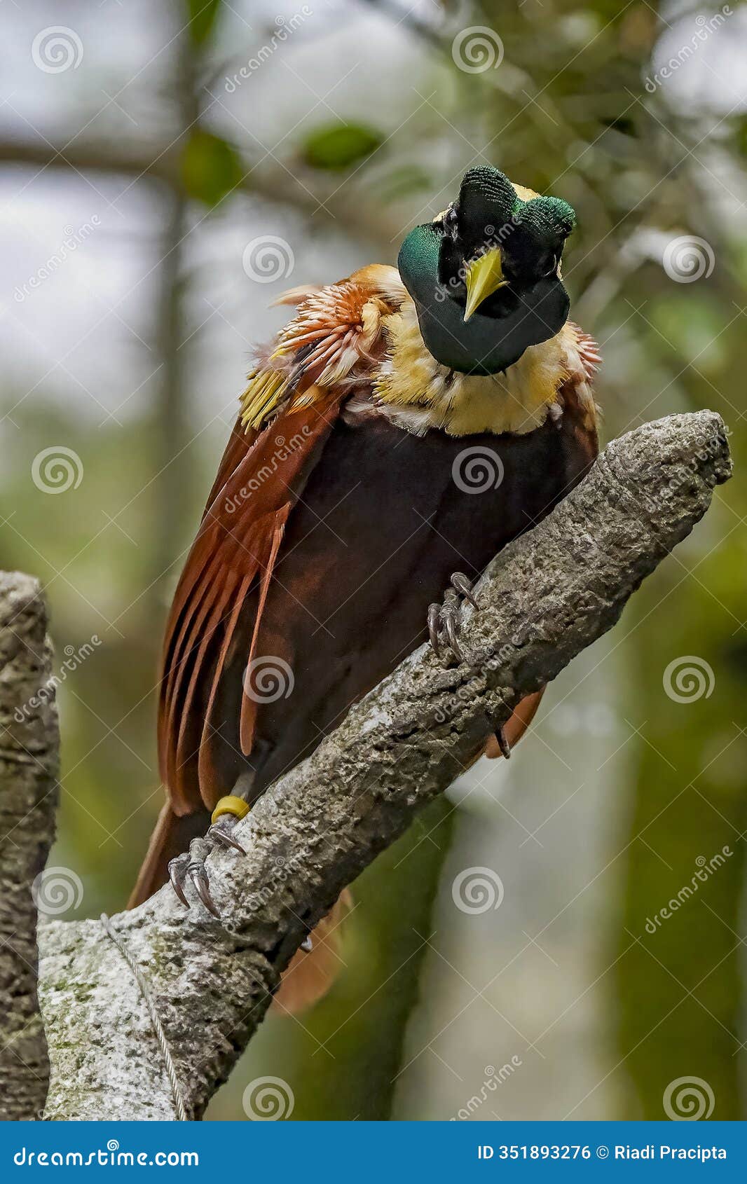 beatiful bird of paradise on branch cendrawasih
