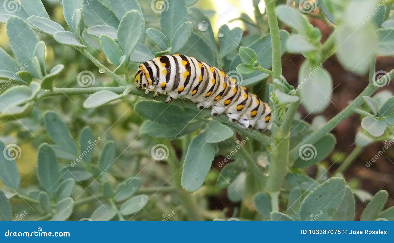 striped caterpillar papilio macaon.
