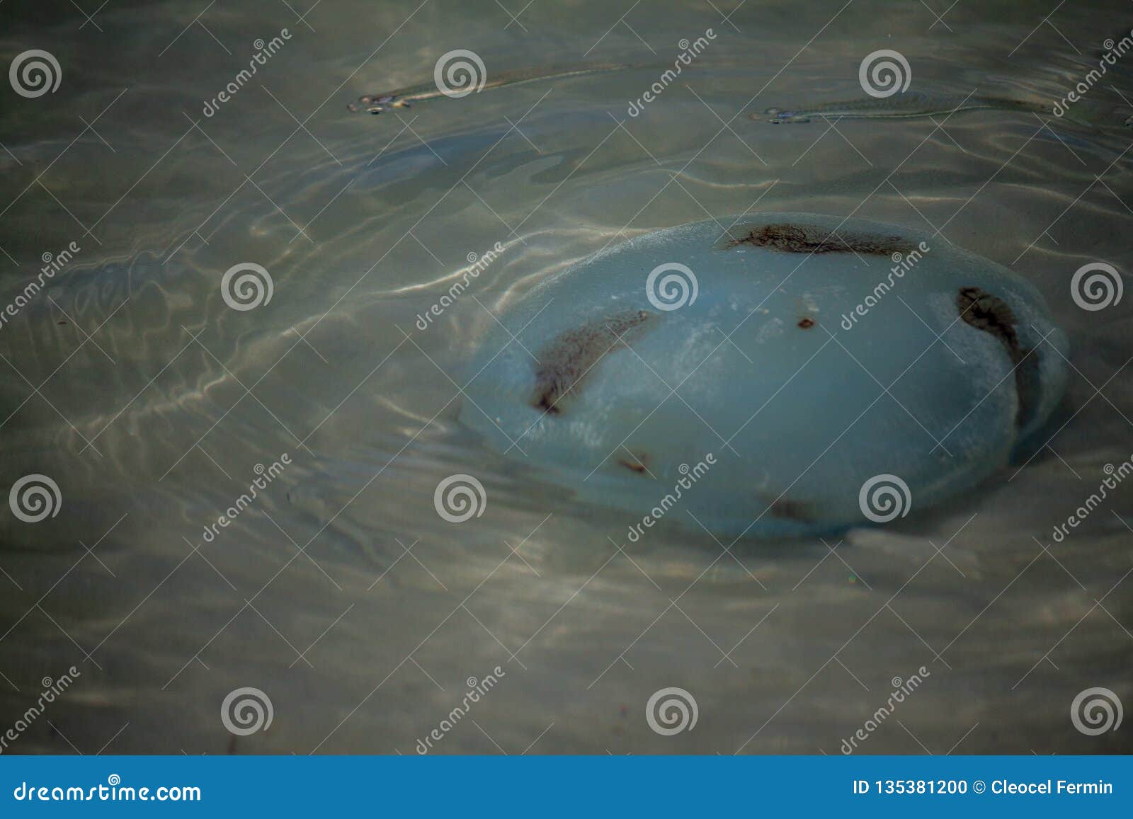 beatiful and natural bad water animal in the beach in coche island in venezuela