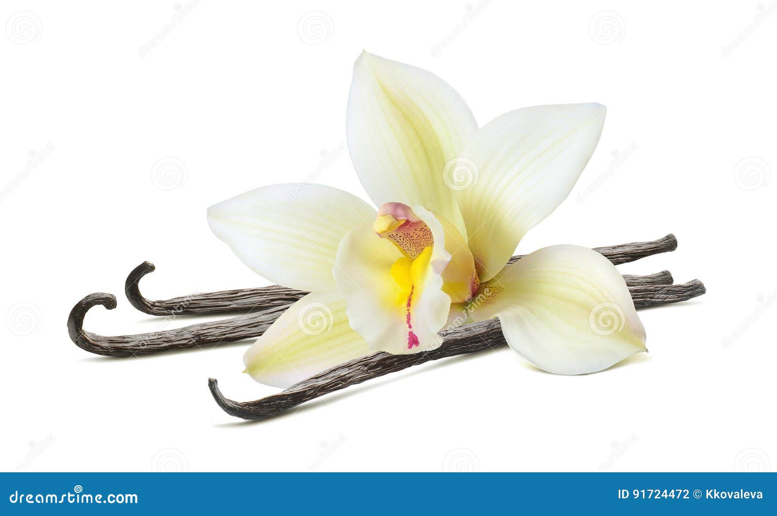 Beau Bâton De Fleur De Vanille Disolement Sur Le Blanc