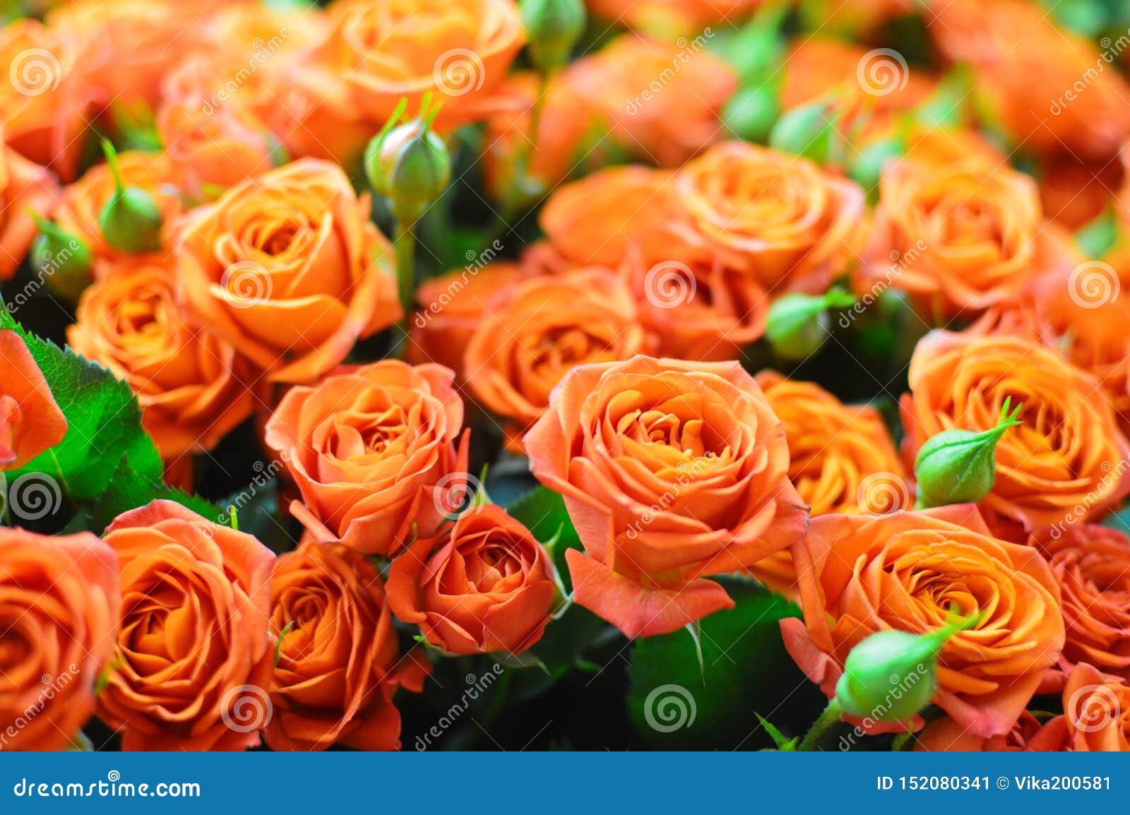 Beau Bouquet Des Roses Oranges De Fleurs Image stock - Image du rose,  amour: 152080341