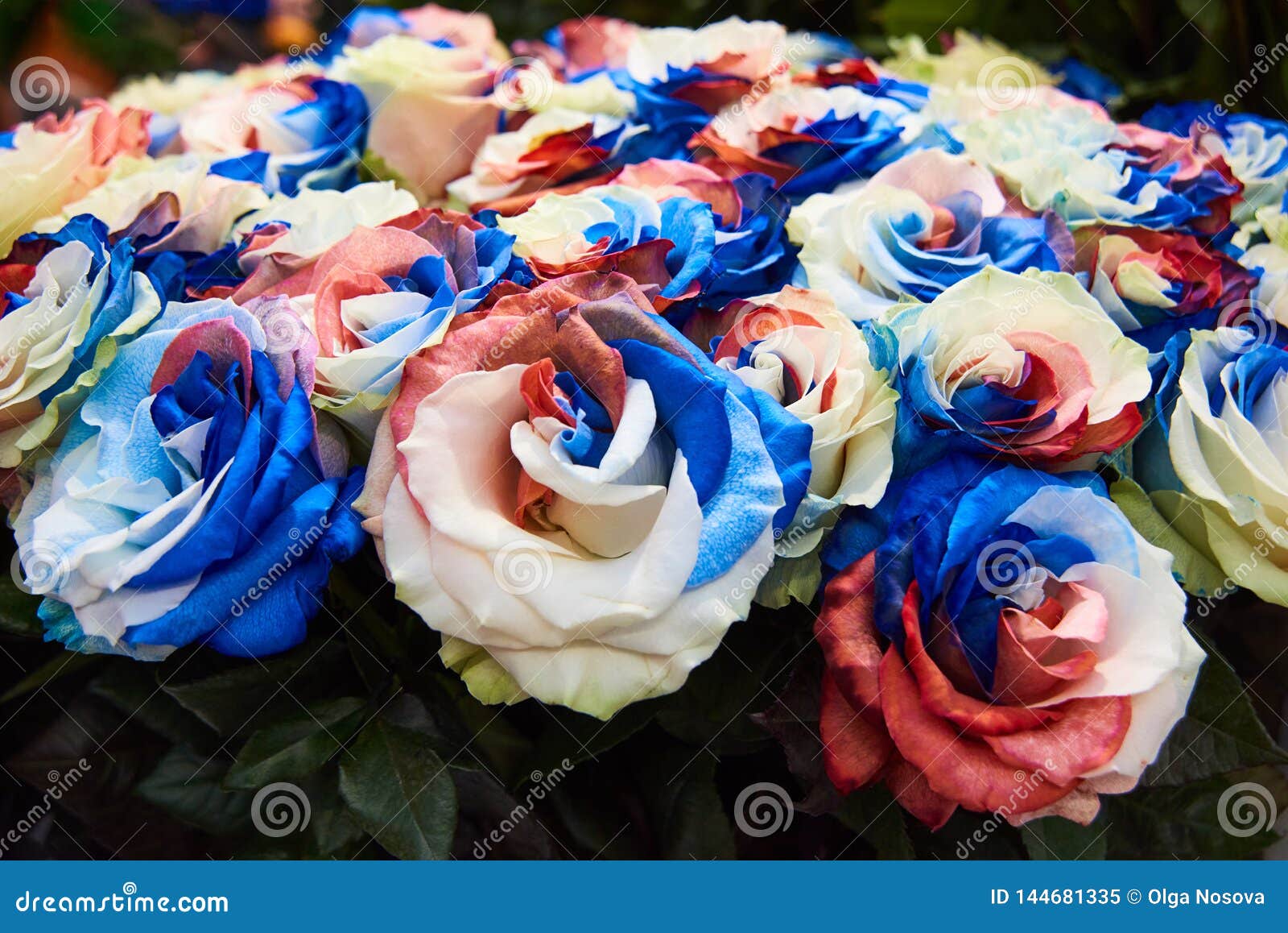 Beau Bouquet En Gros Plan Des Roses De Fleurs - Bleues, Rouges Et Blanches  Peu Communes Image stock - Image du floral, lame: 144681335