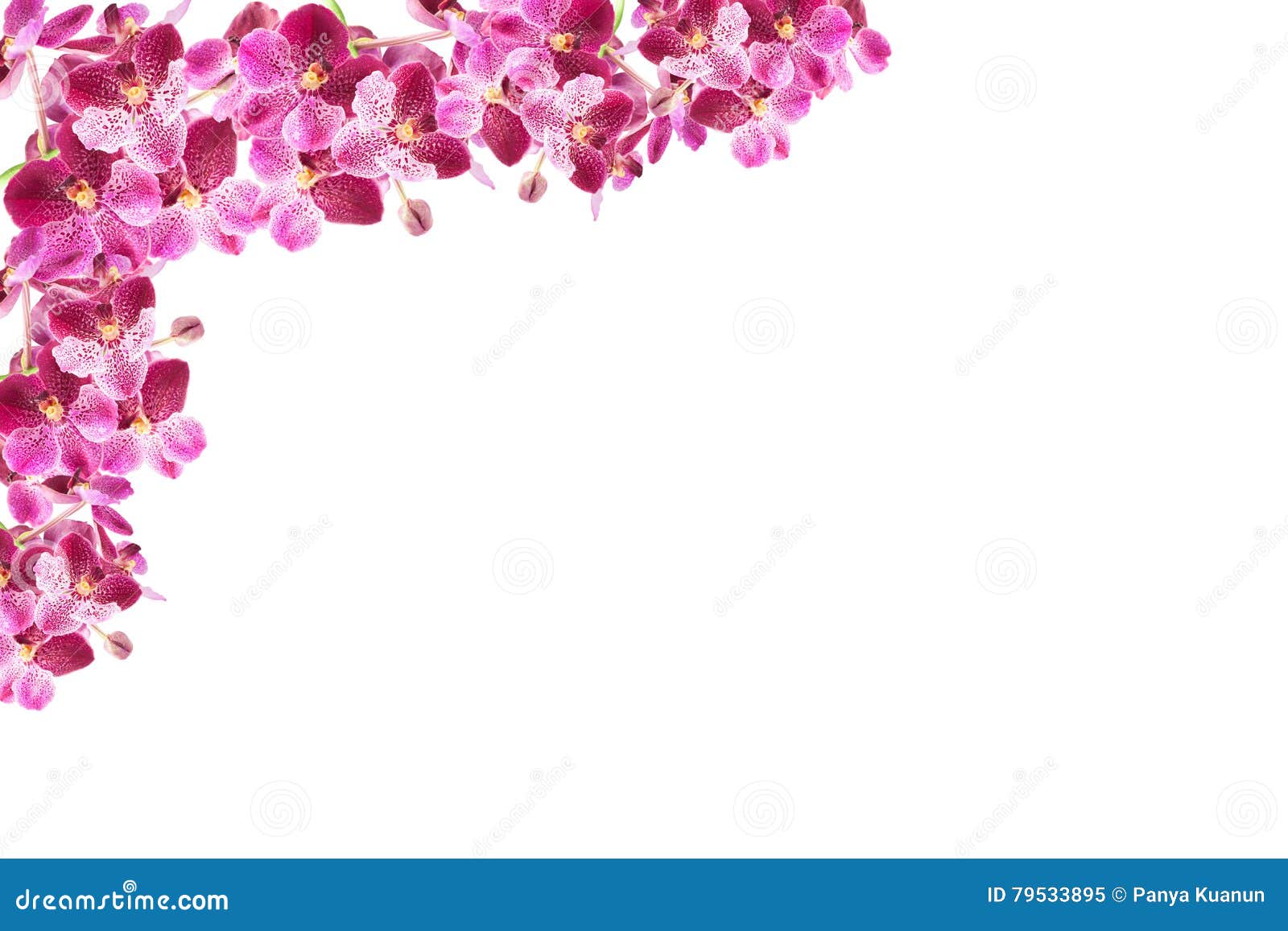 Türtapete türposter türfolie d'ornement Fleurs Orchidée Rouge Fleurs Vigne no 40 