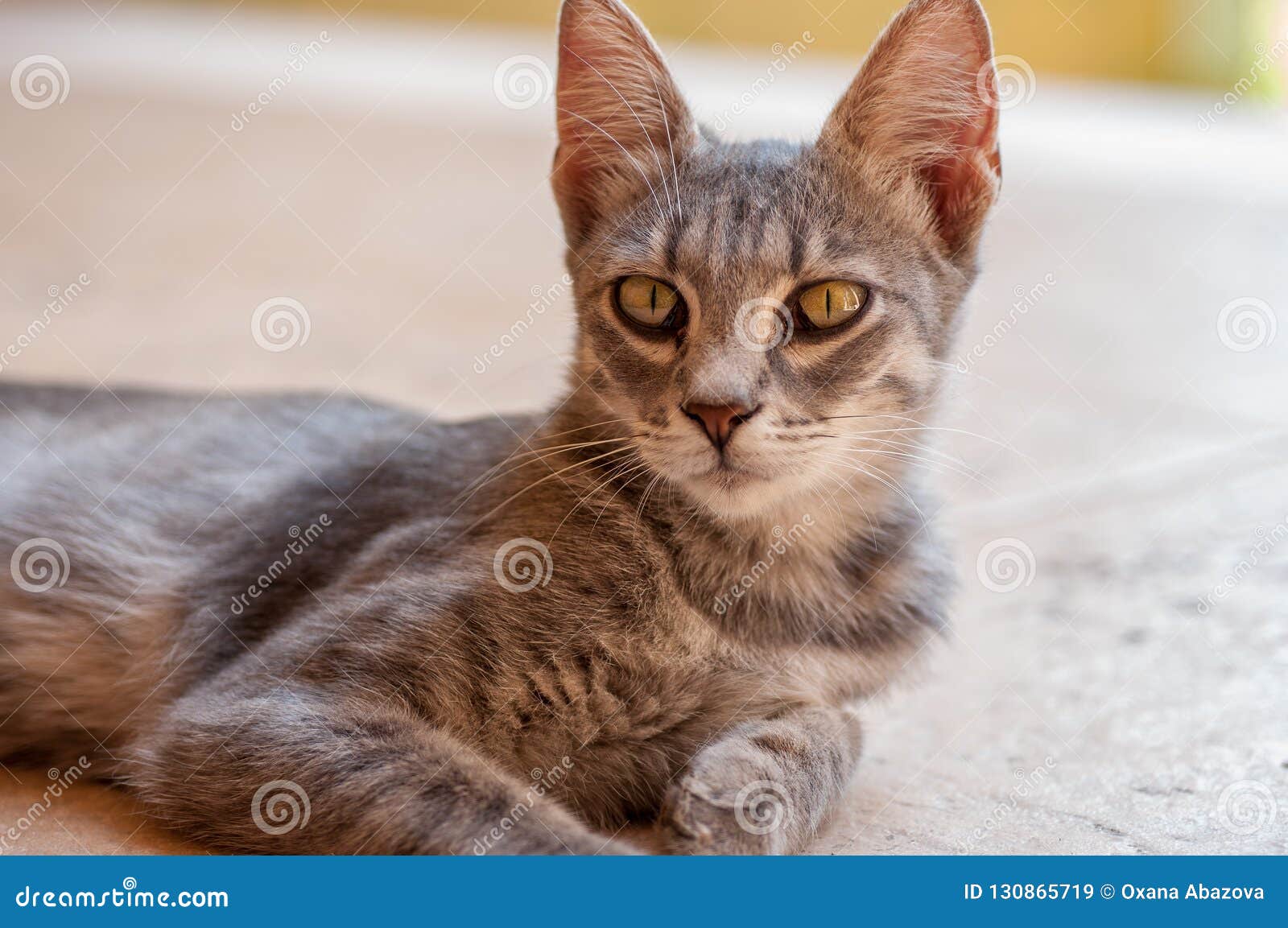 Beau Chat Avec De Grandes Oreilles Image Stock Image Du Exceptionnel Closeup