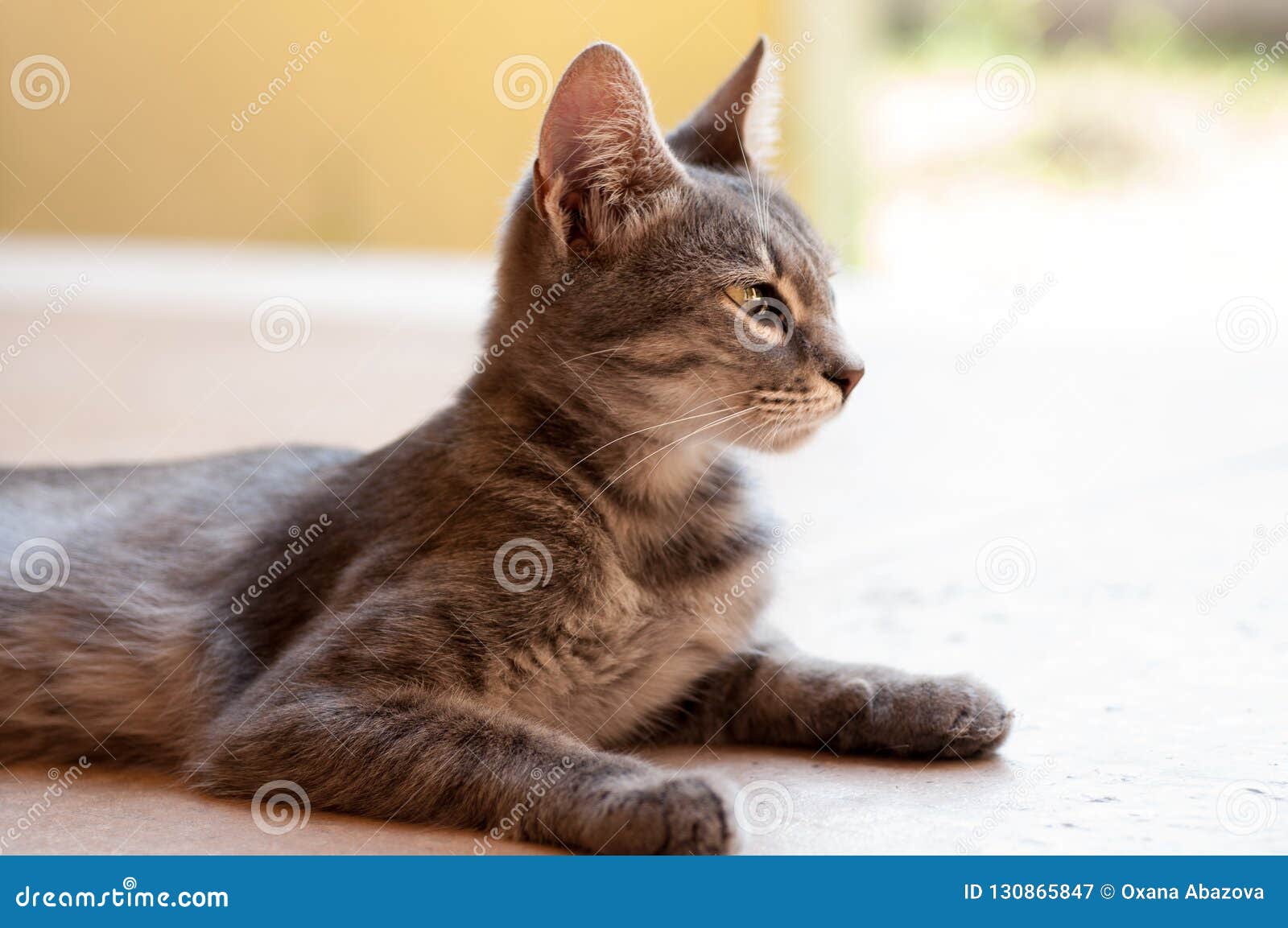 Beau Chat Avec De Grandes Oreilles Image Stock Image Du Adorable Mammifere