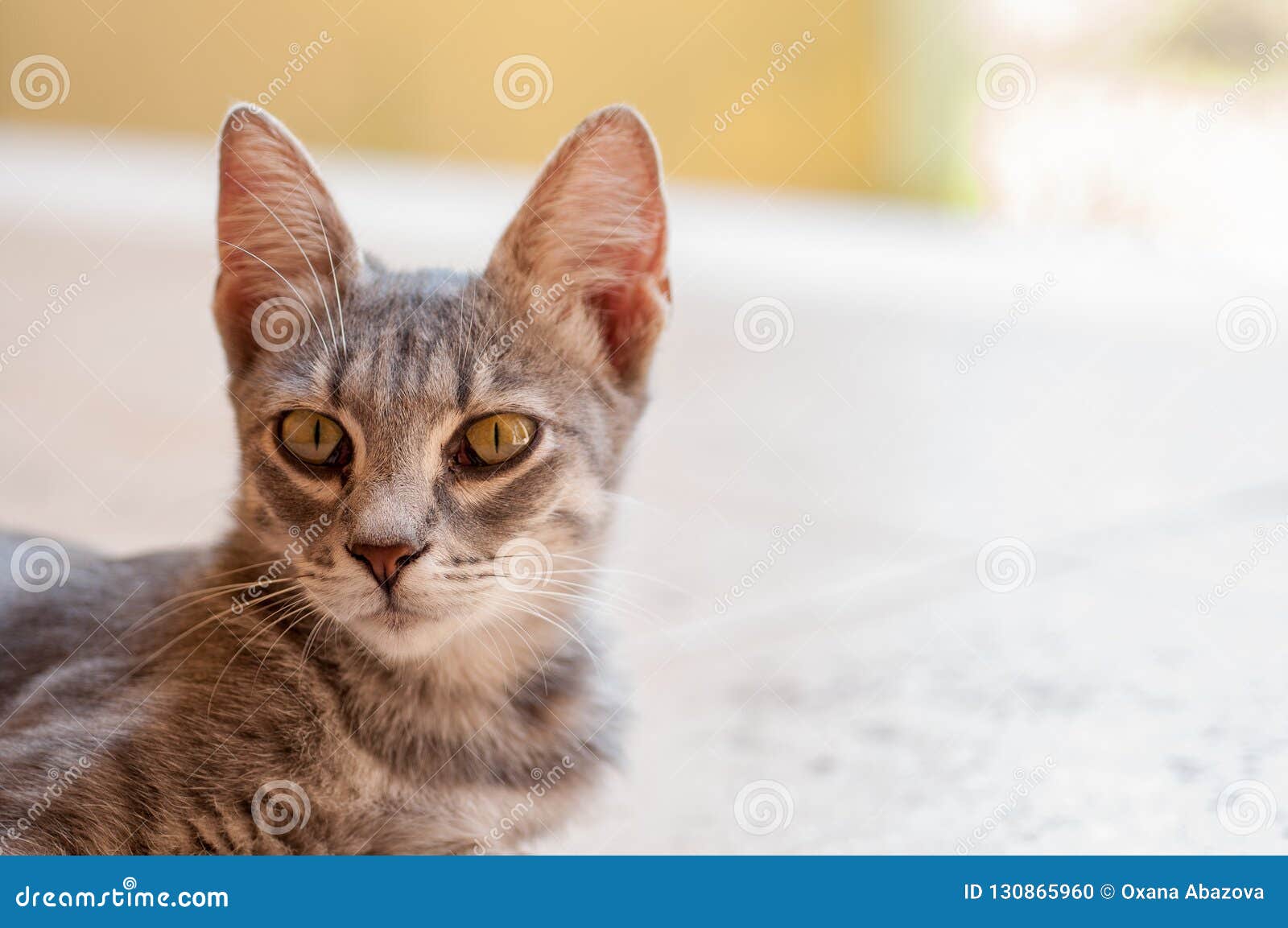 Beau Chat Avec De Grandes Oreilles Photo Stock Image Du Place Grand