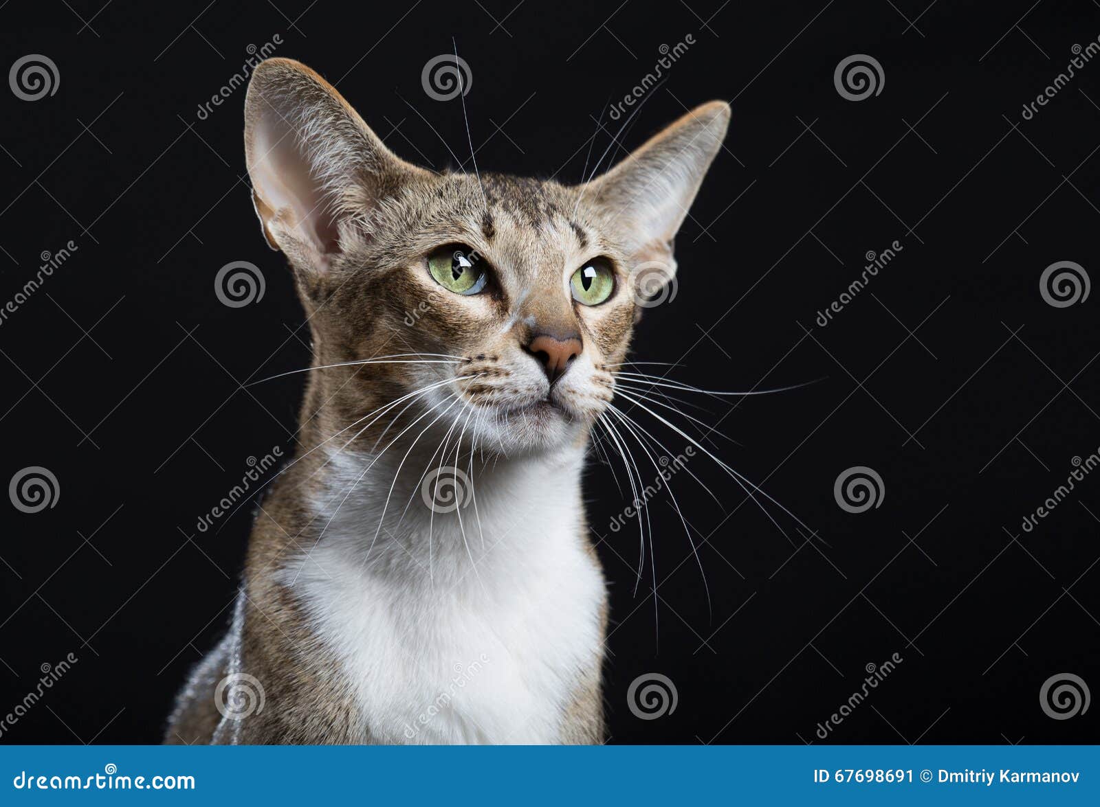 Beau Chat Avec De Grandes Oreilles Image Stock Image Du Oreilles Avec Beau Chat Avec De Grandes Oreilles Image Stock Image Du Oreilles Avec
