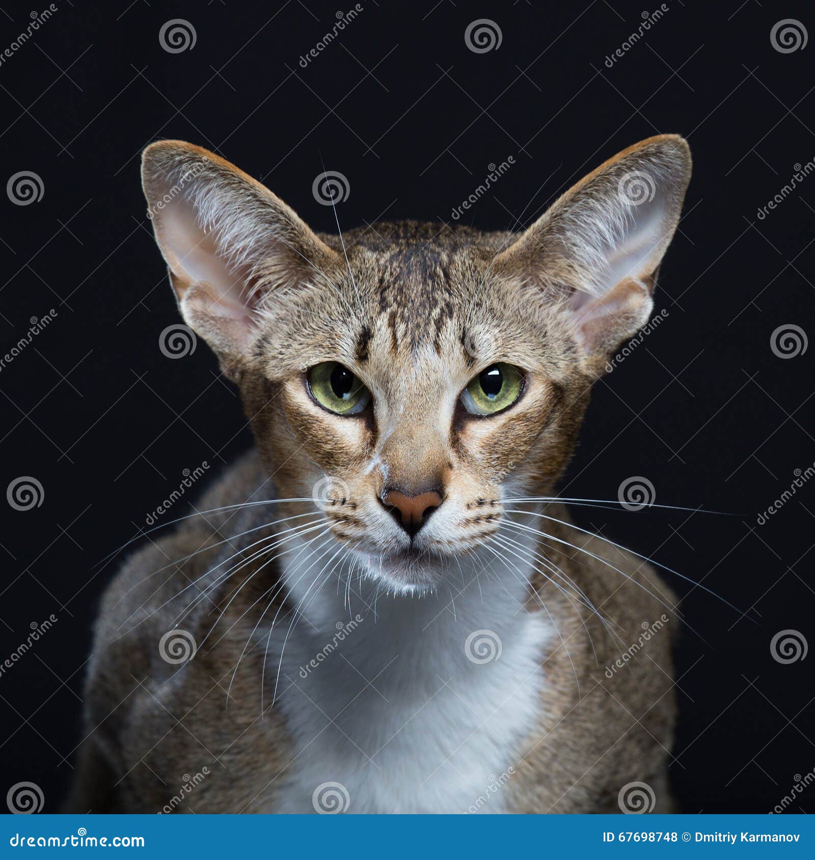 Beau Chat Avec De Grandes Oreilles Photo Stock Image Du Grand Marrant