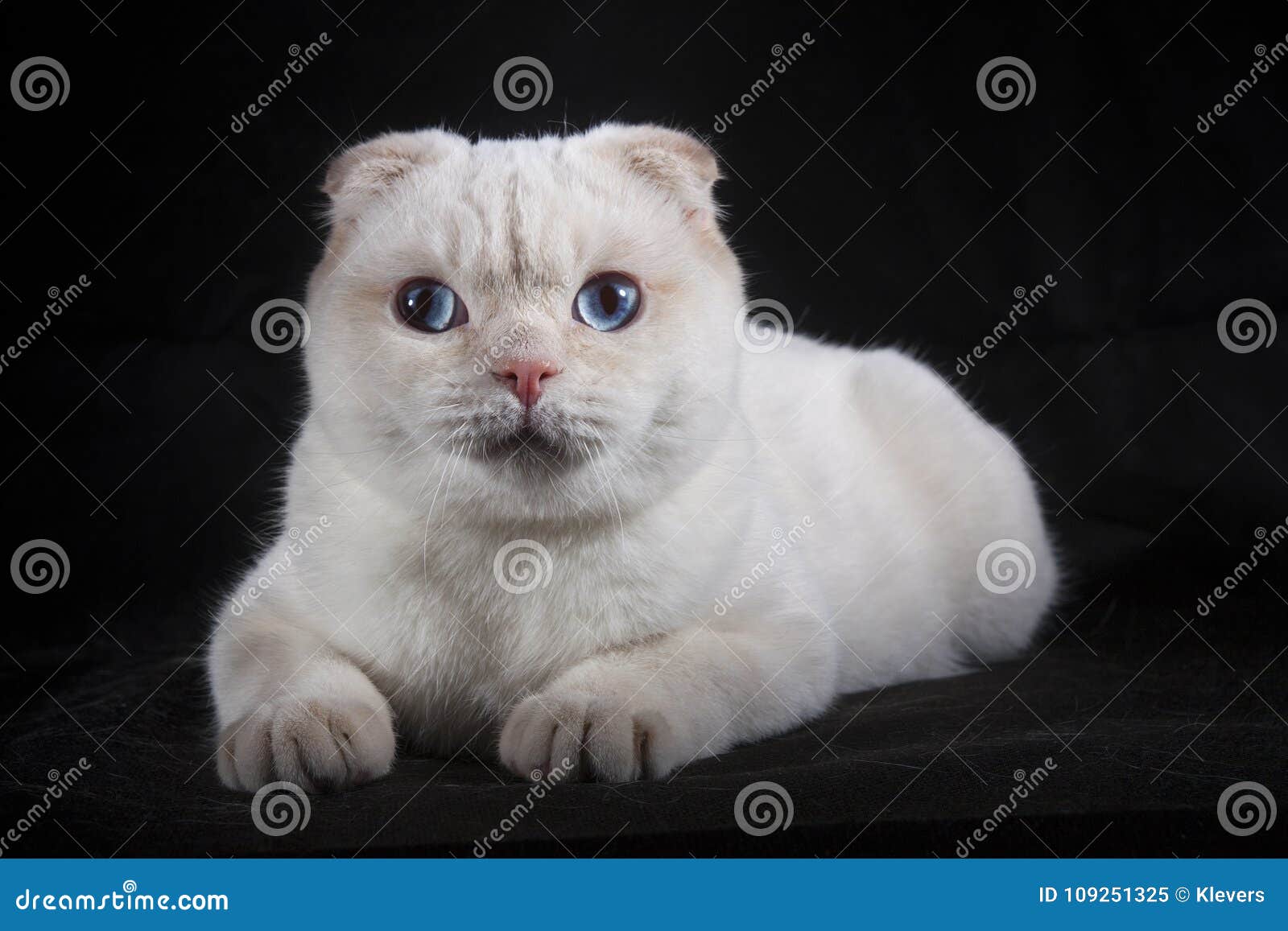 Beau Chat Blanc Avec Des Yeux Bleus Image Stock Image Du