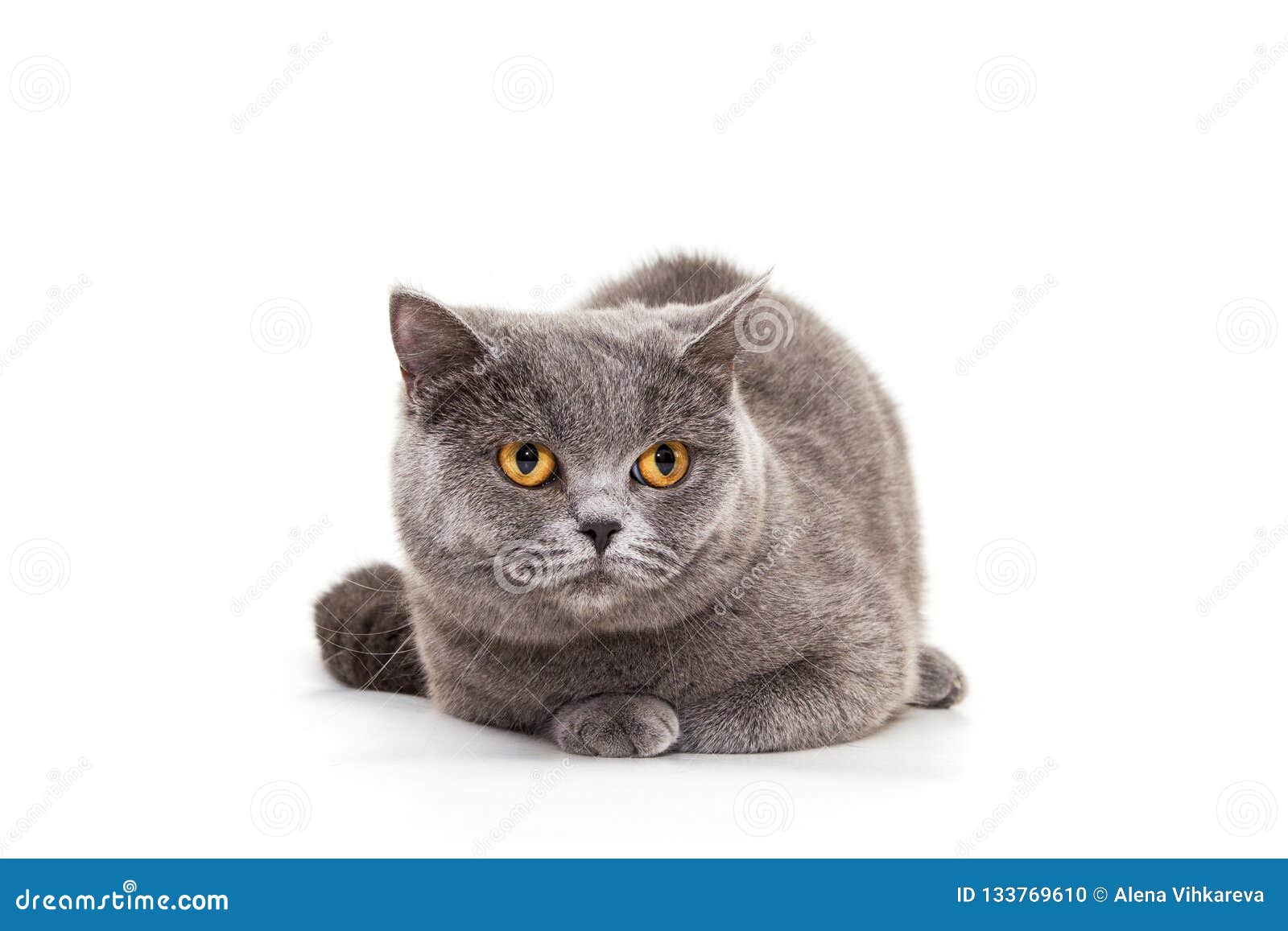 Beau Chat Bleu Sur Un Fond Blanc Chat De Race Les Anglais Photo Stock Image Du Confus Visage Beau Chat Bleu Sur Un Fond Blanc Chat De Race Les Anglais Photo Stock Image Du Confus Visage