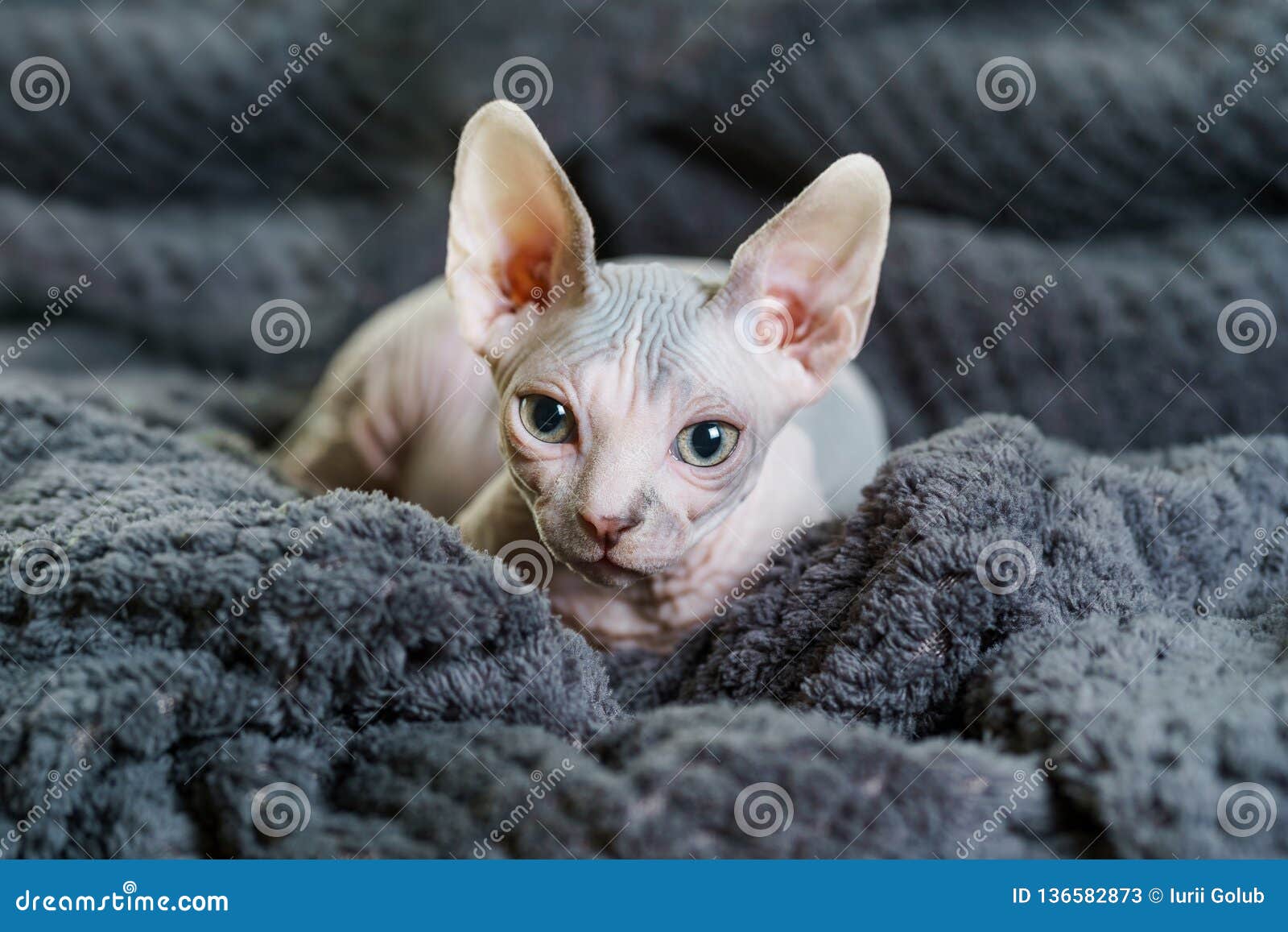 Beau Chat De Sphynx Sur La Couverture Image Stock Image Du Regard Confortable