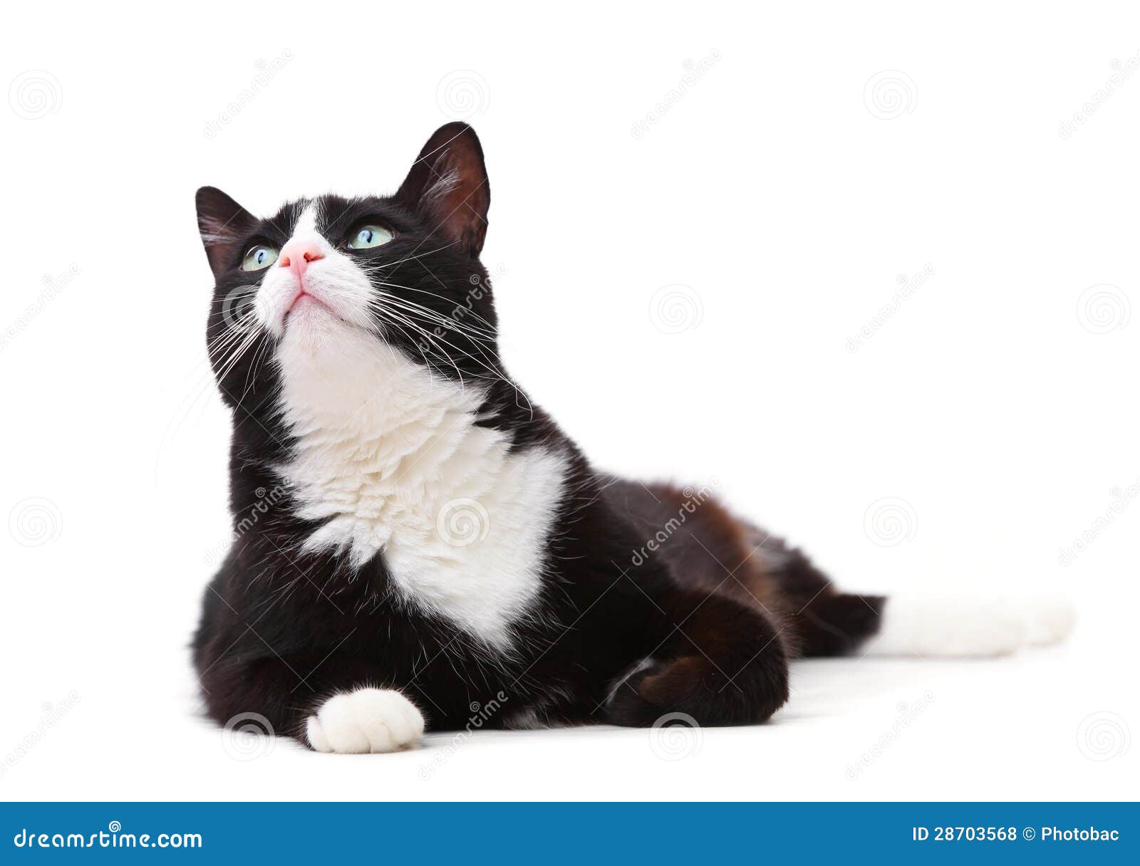 Beau Chat Noir Et Blanc Recherchant Photo Stock Image Du