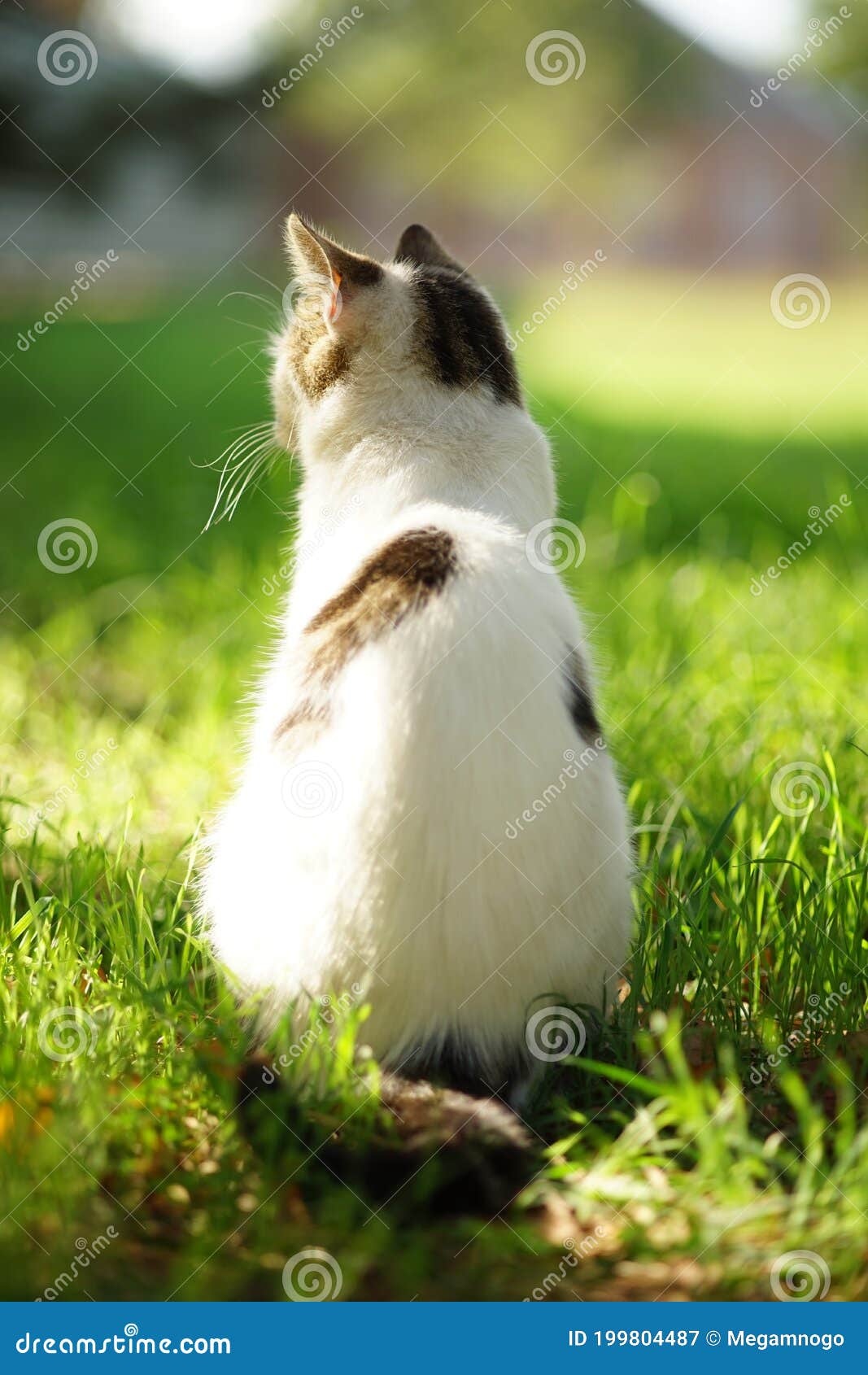 4 027 Vue De Dos De Chat Photos Libres De Droits Et Gratuites De Dreamstime