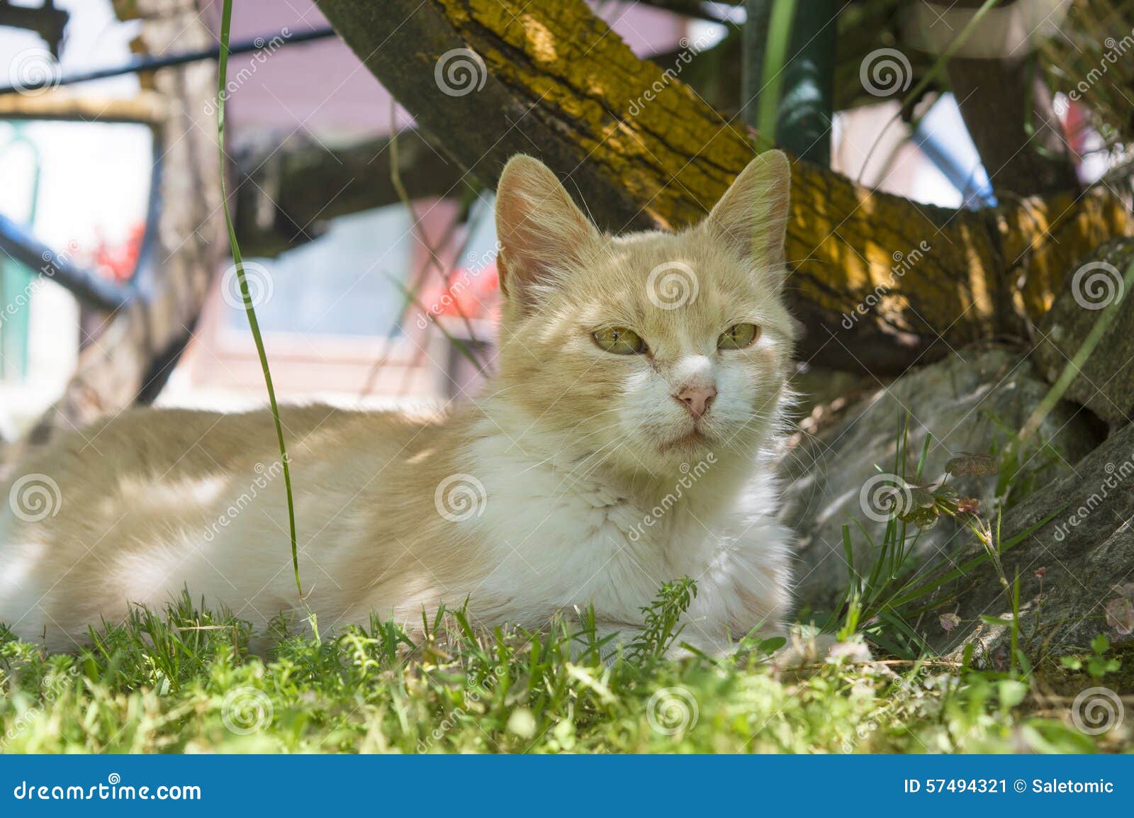 Beau Chat Se Situant Dans L Herbe Se Cachant De La Chaleur D Ete Dedans Image Stock Image Du Jour Ferme Beau Chat Se Situant Dans L Herbe Se Cachant De La Chaleur D Ete Dedans Image Stock Image Du Jour Ferme