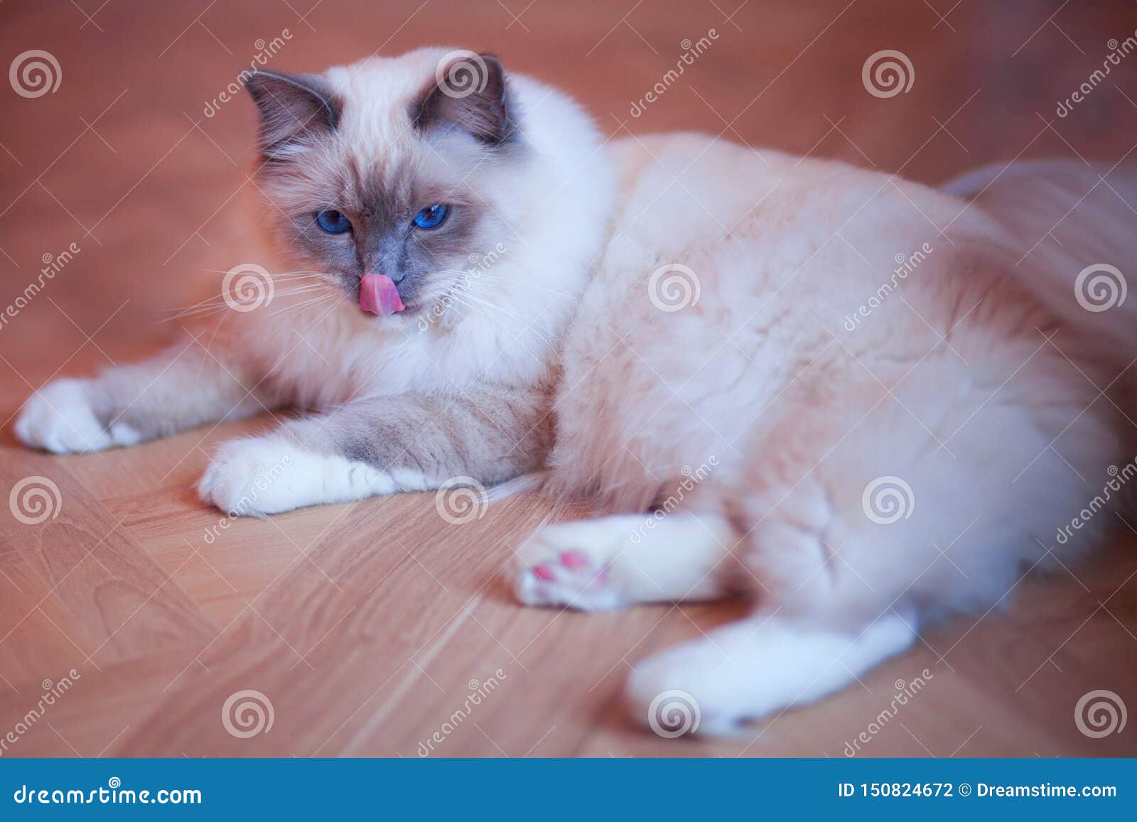 Beau Chat Siberien Avec Des Yeux Bleus Sur Le Backround De Corail Vivant A La Mode Photo Stock Image Du Adorable Fond Beau Chat Siberien Avec Des Yeux Bleus Sur Le Backround De Corail Vivant A La Mode Photo Stock Image Du Adorable Fond