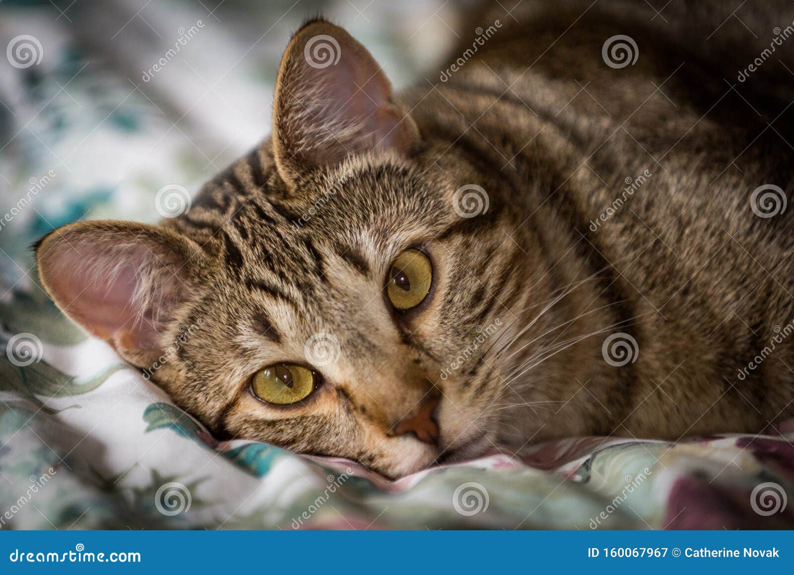 Beau Chat Tabby Brun Et Beige Regardant Vers L Avant Image Stock Image Du Brun Beige Beau Chat Tabby Brun Et Beige Regardant Vers L Avant Image Stock Image Du Brun Beige