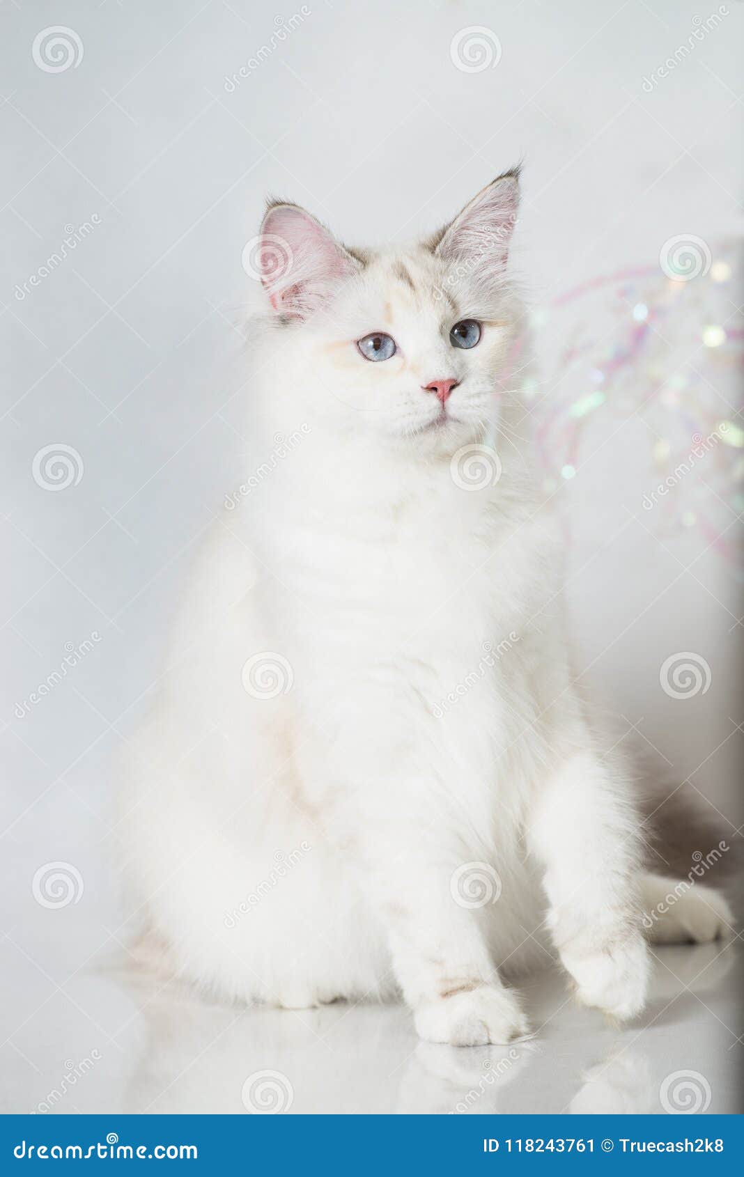Beau Chat Tigre Siberien De Point Avec Des Yeux Bleus Sur Un Fond Blanc De Studio Image Stock Image Du Yeux Pelucheux Beau Chat Tigre Siberien De Point Avec Des Yeux Bleus Sur Un Fond Blanc De Studio Image Stock Image Du Yeux Pelucheux
