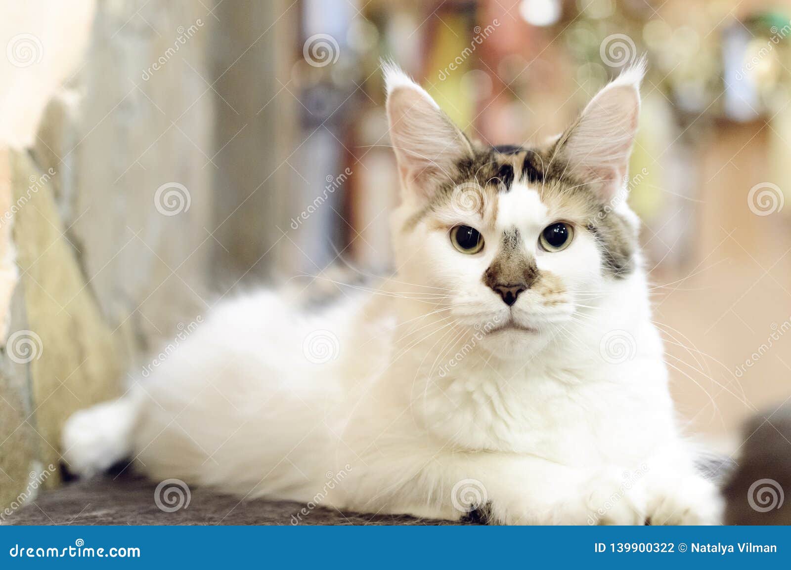 Beau Chat Tricolore Maine Coon Avec De Grands Glands Sur Les Oreilles Photo Stock Image Du Beau Tricolore Beau Chat Tricolore Maine Coon Avec De Grands Glands Sur Les Oreilles Photo Stock Image Du Beau Tricolore