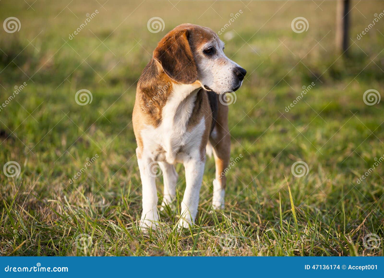 Beau Chien De Chasse Futé De Race De Briquet Dans Le