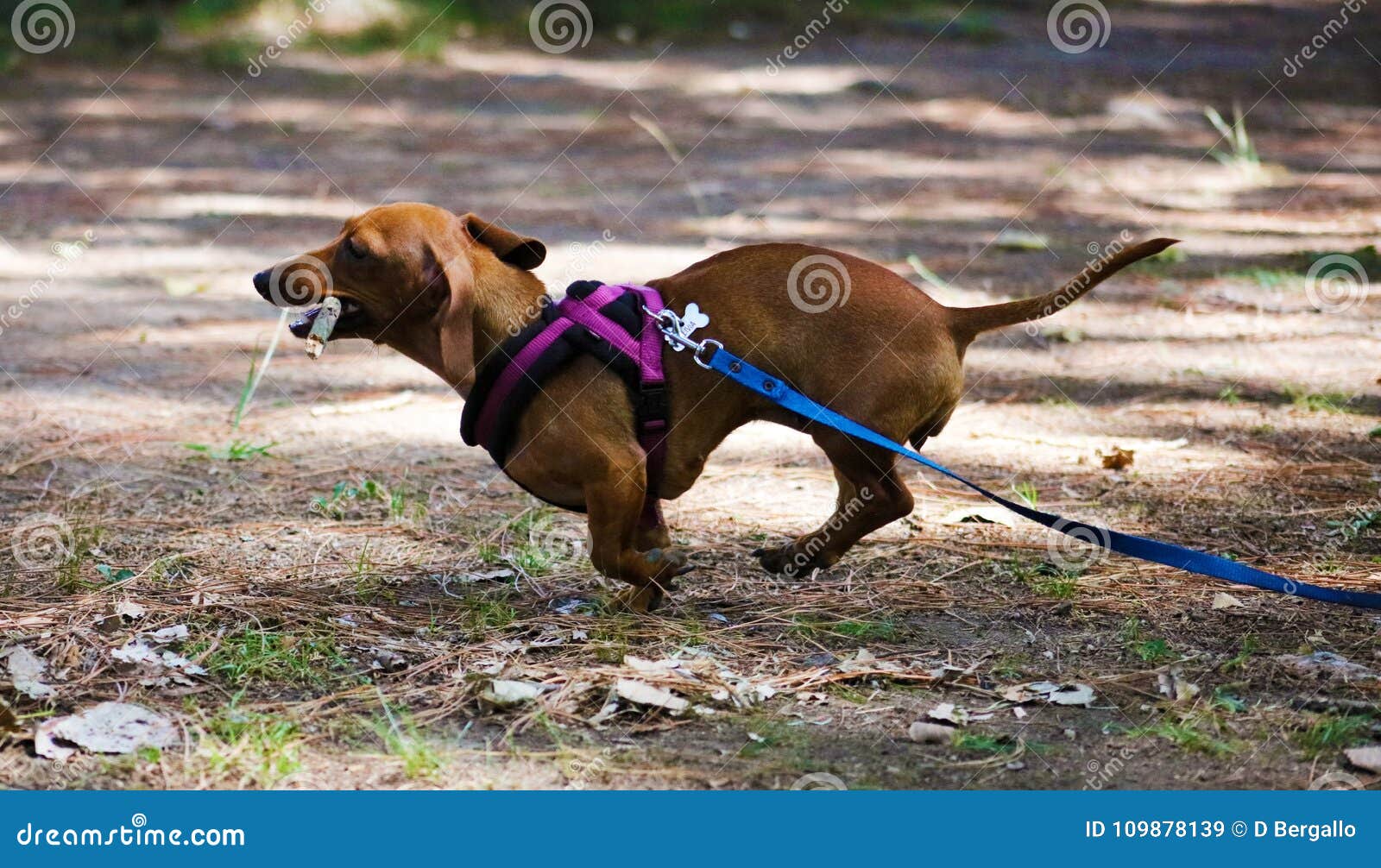 DV DESIGN Lot De 4 Stylos à Bille Teckel Noir – Chien Saucisse Chiot Animaux De Compagnie Chiens Motif Amis Garçons Filles Hommes Femmes Thème Pen